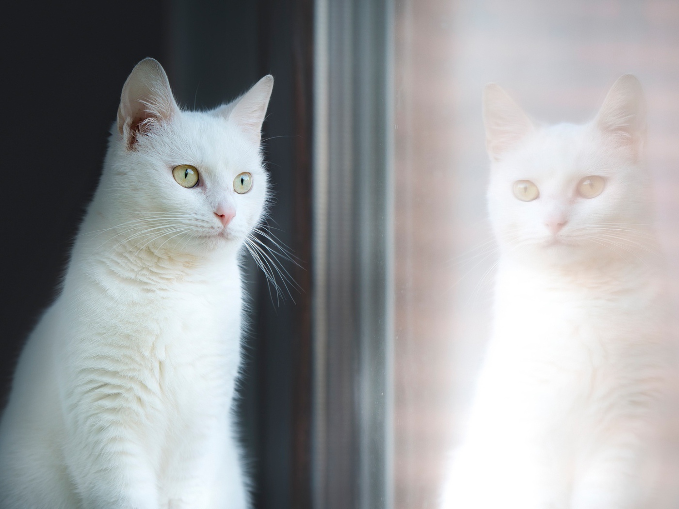 Красивый белый кот отражается в окне 