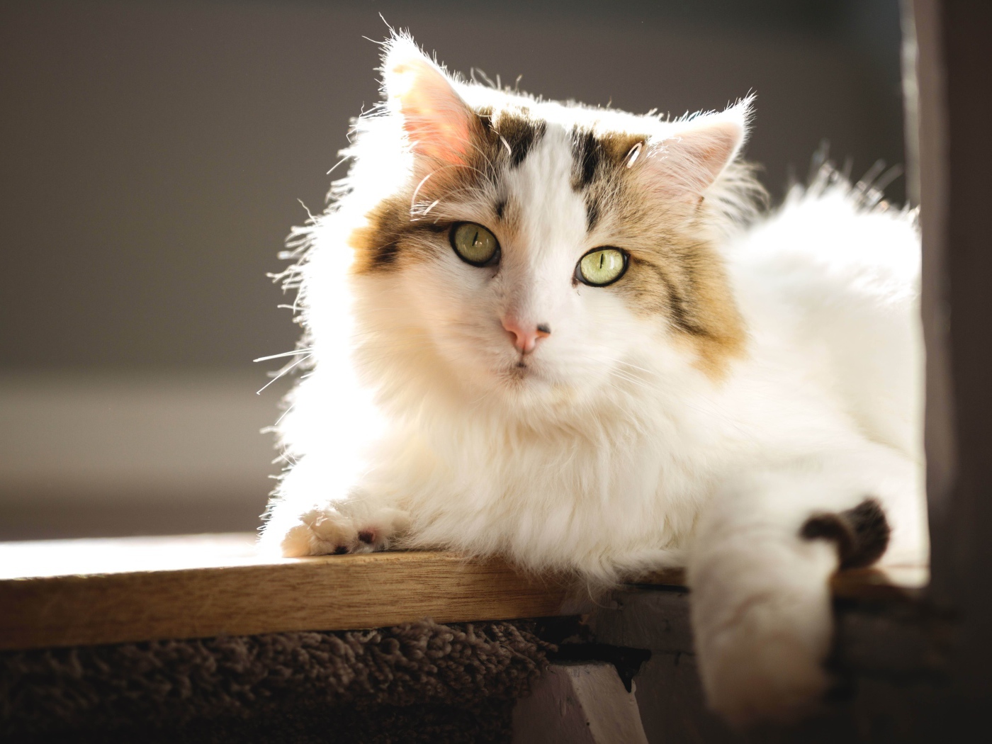 Большой красивый кот лежит на подоконнике в лучах солнца