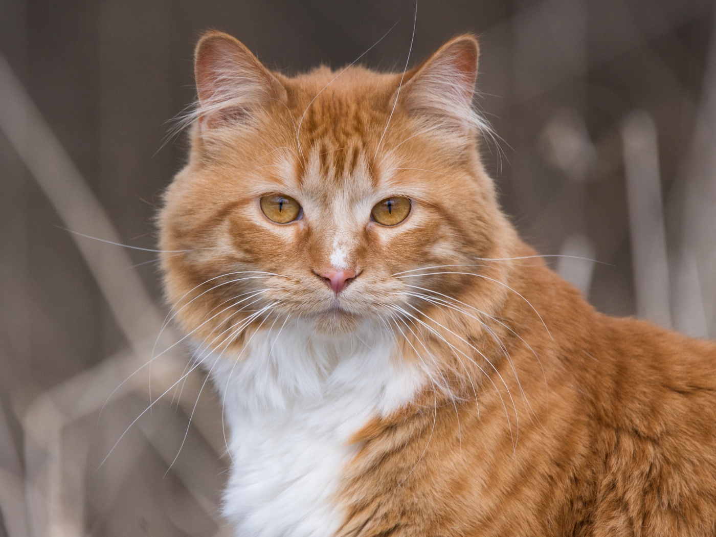 Взгляд красивого рыжего с белым кота 