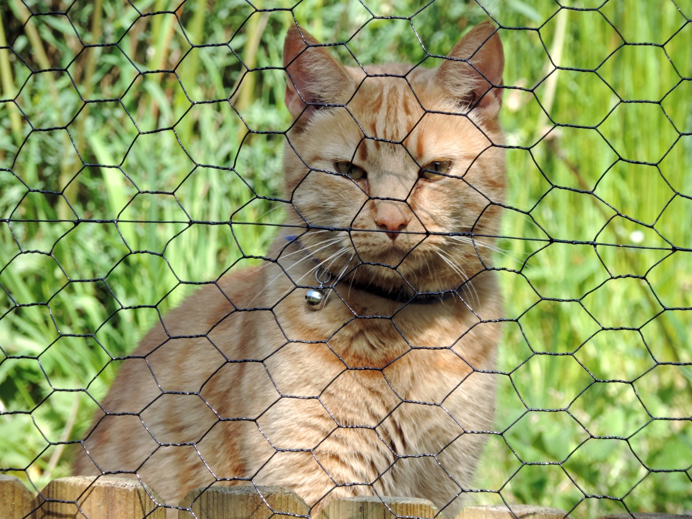 Рыжий кот сидит за железной сеткой