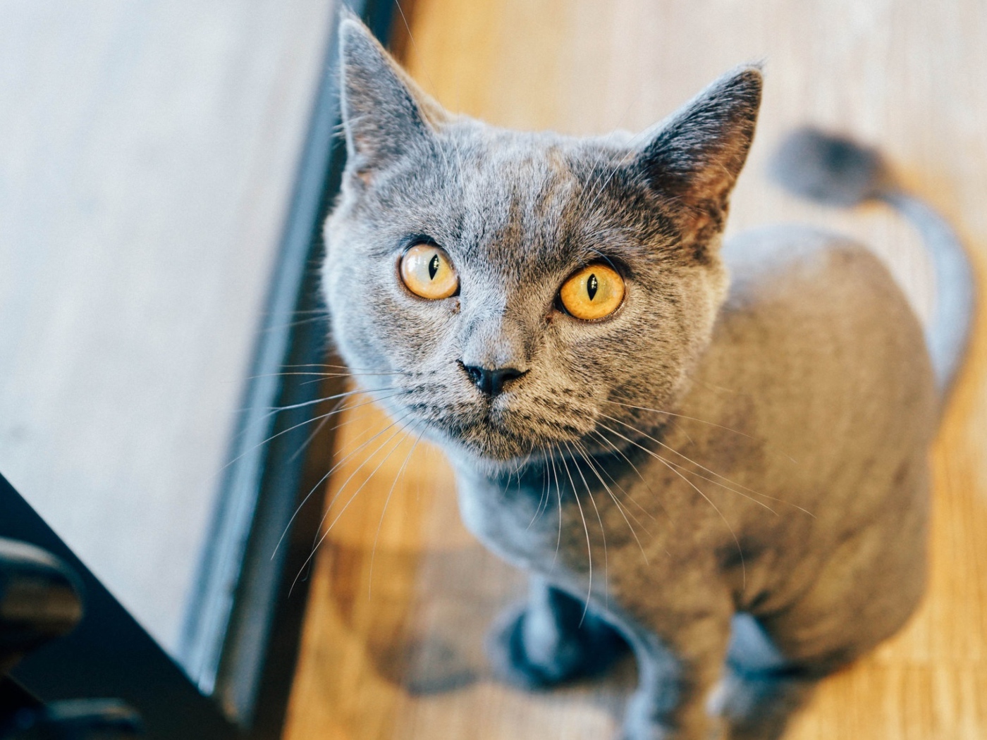 Суровый взгляд британского кота 