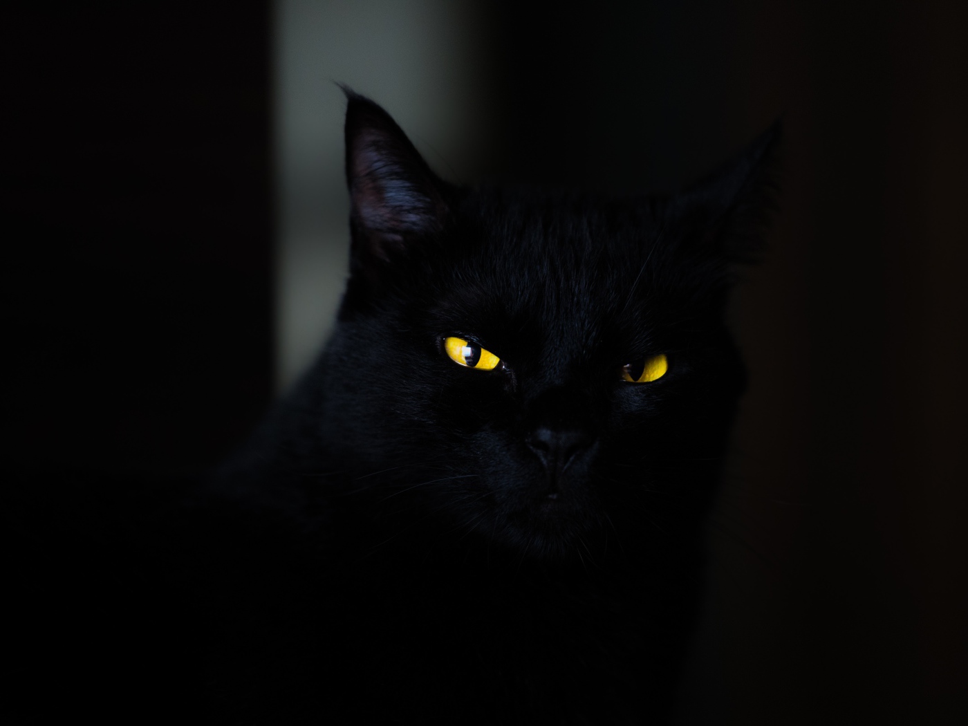 Красивый черный кот с желтыми глазами