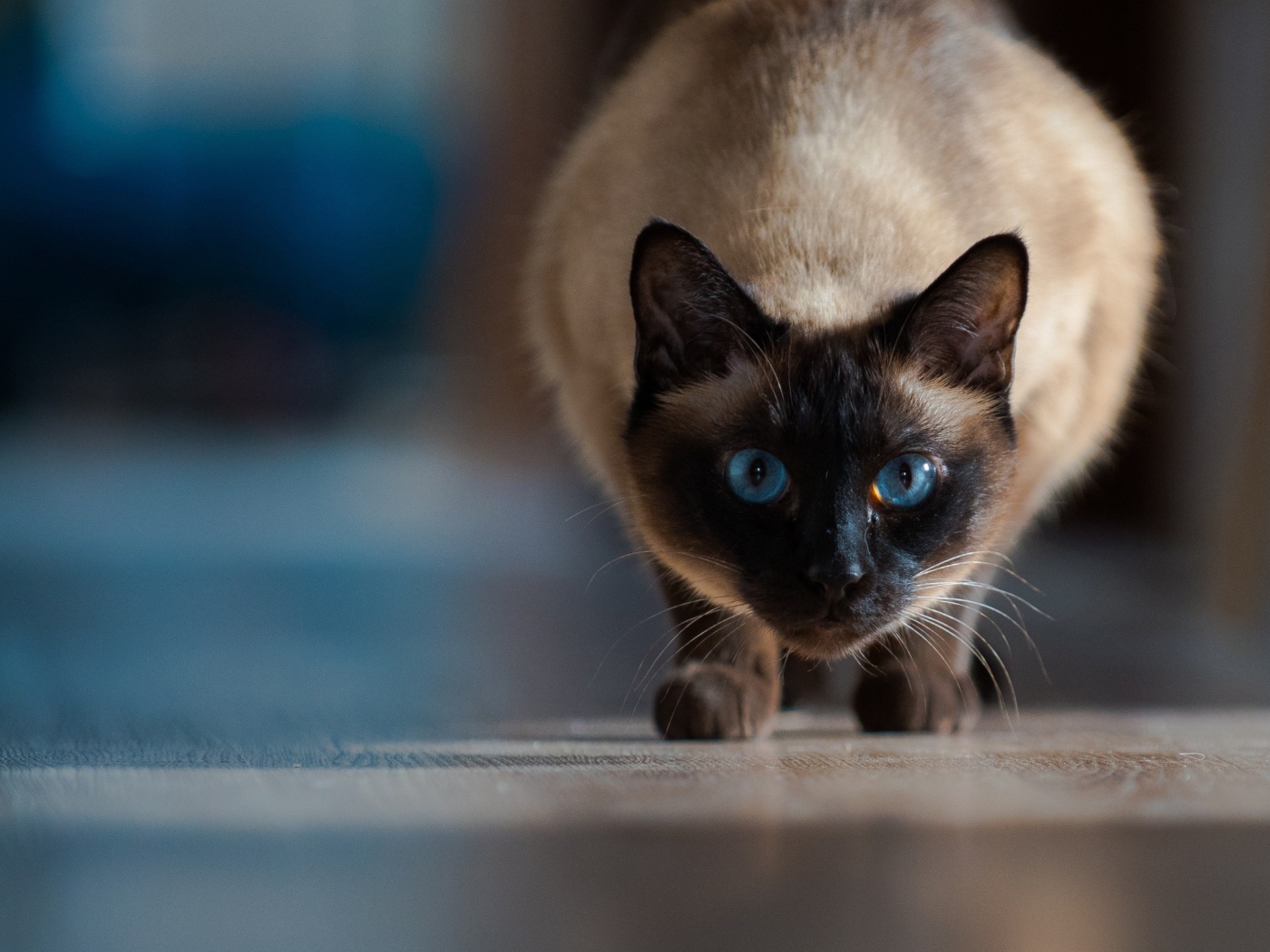 Красивый голубоглазый сиамский кот охотится 