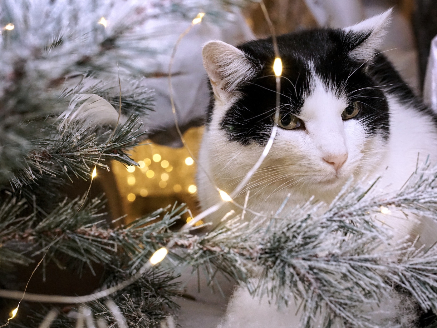 Красивый кот сидит у елки с гирляндой