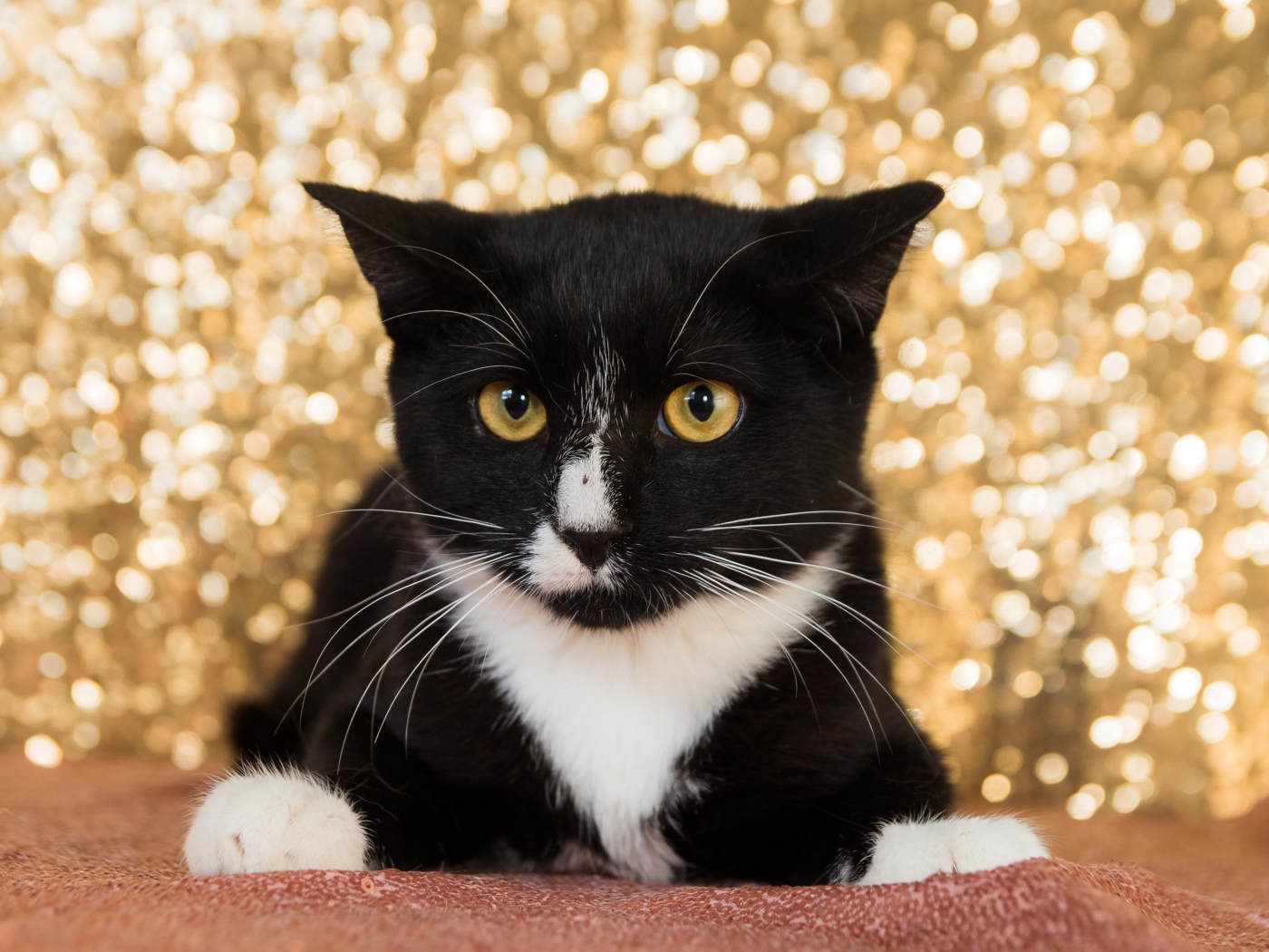 Красивый испуганный черно белый кот 