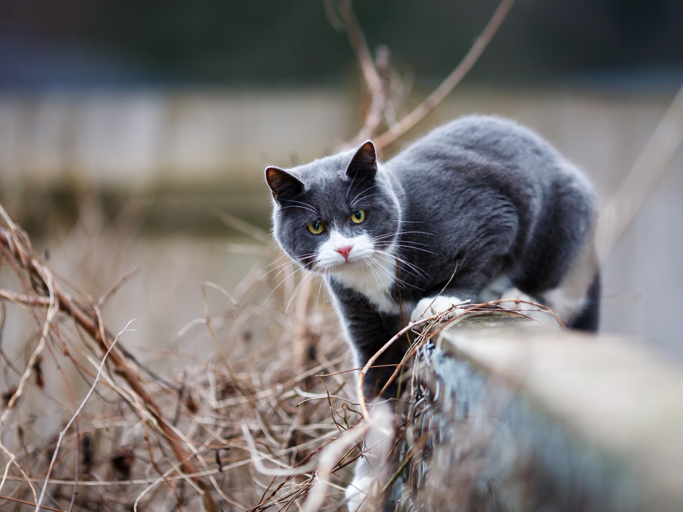 Красивый серый с белым кот сидит на заборе 
