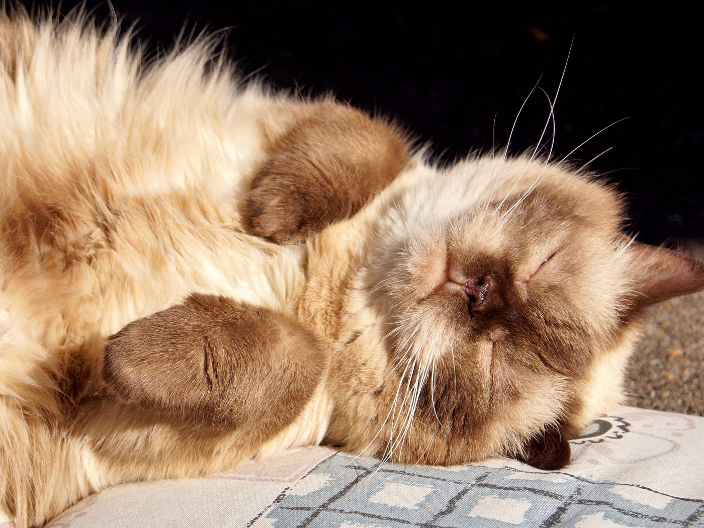 Красивый породистый сиамский кот спит на солнце