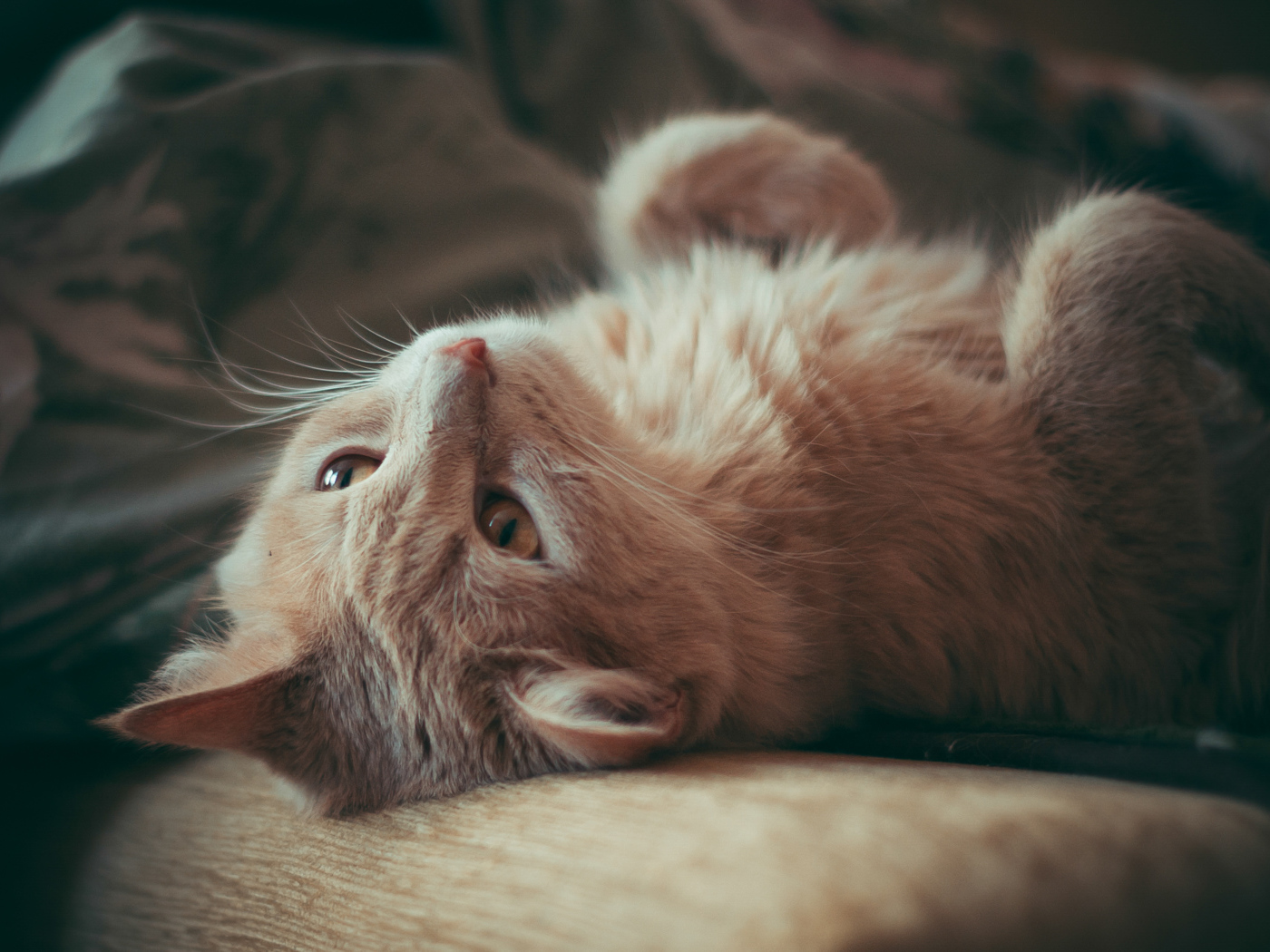 Красивый рыжий кот лежит на диване