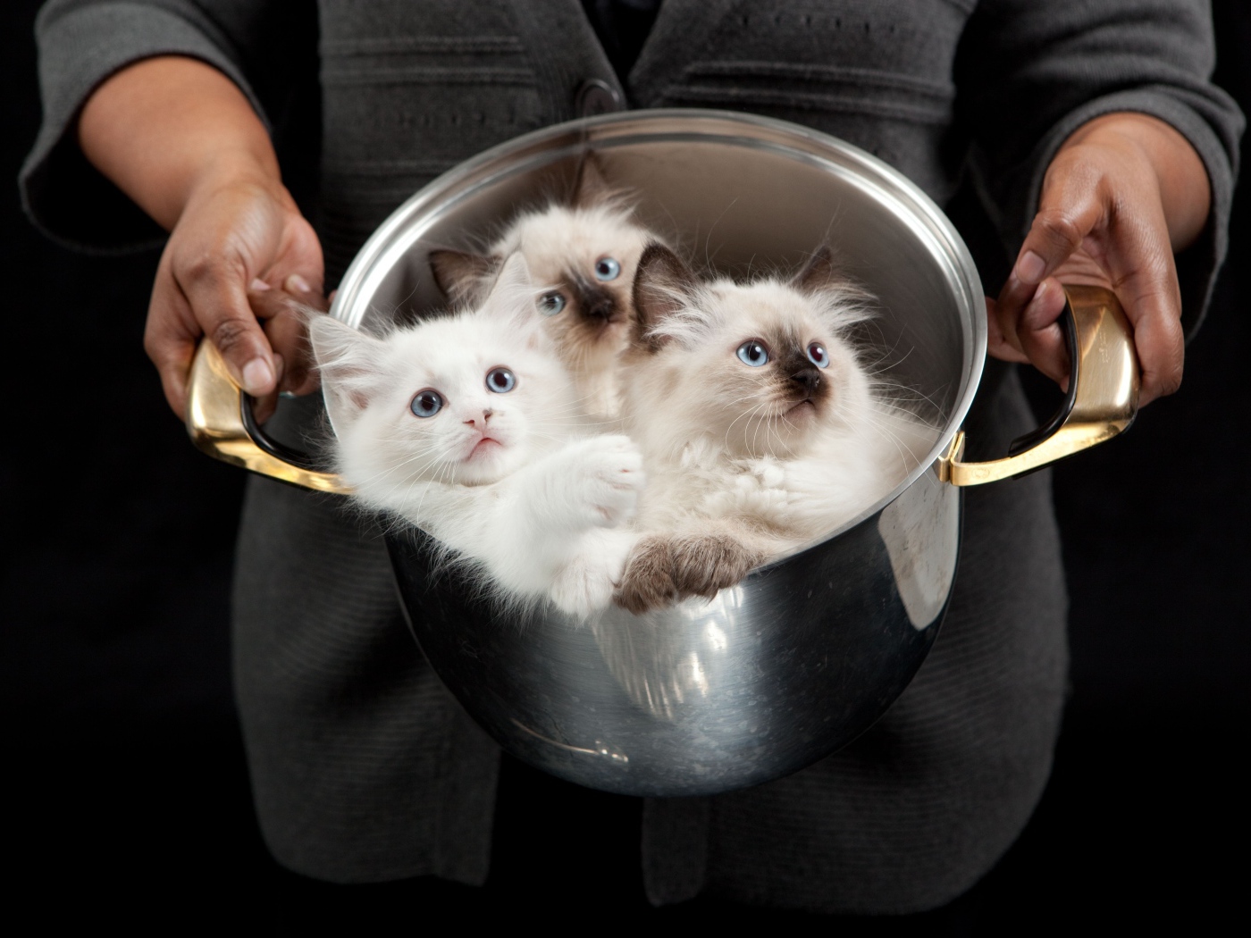 Красивые породистые котята в кастрюле