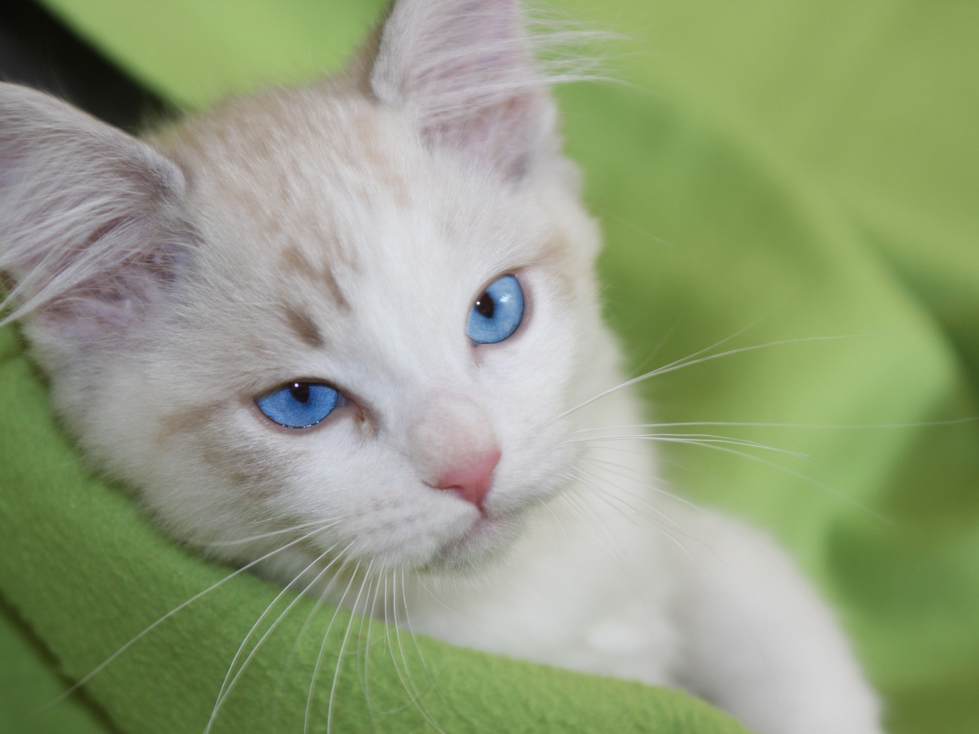 Красивый взгляд голубоглазой кошки