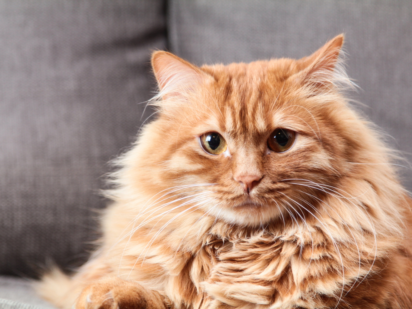 Большой пушистый рыжий кот 