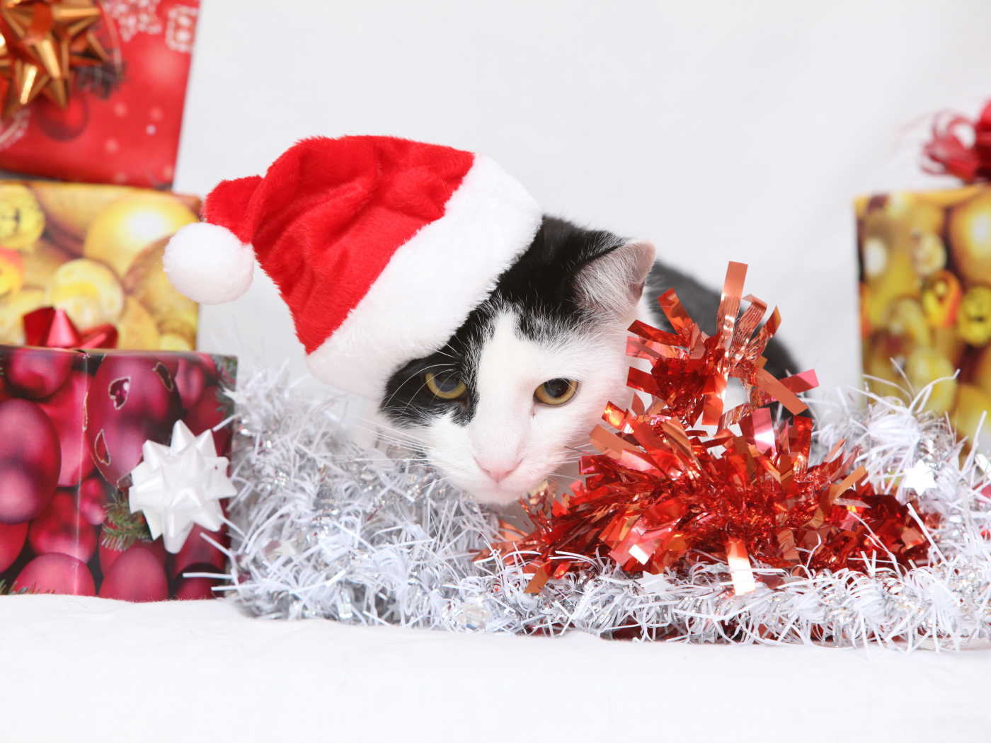 Черно белый кот в новогодней шапке с подарками