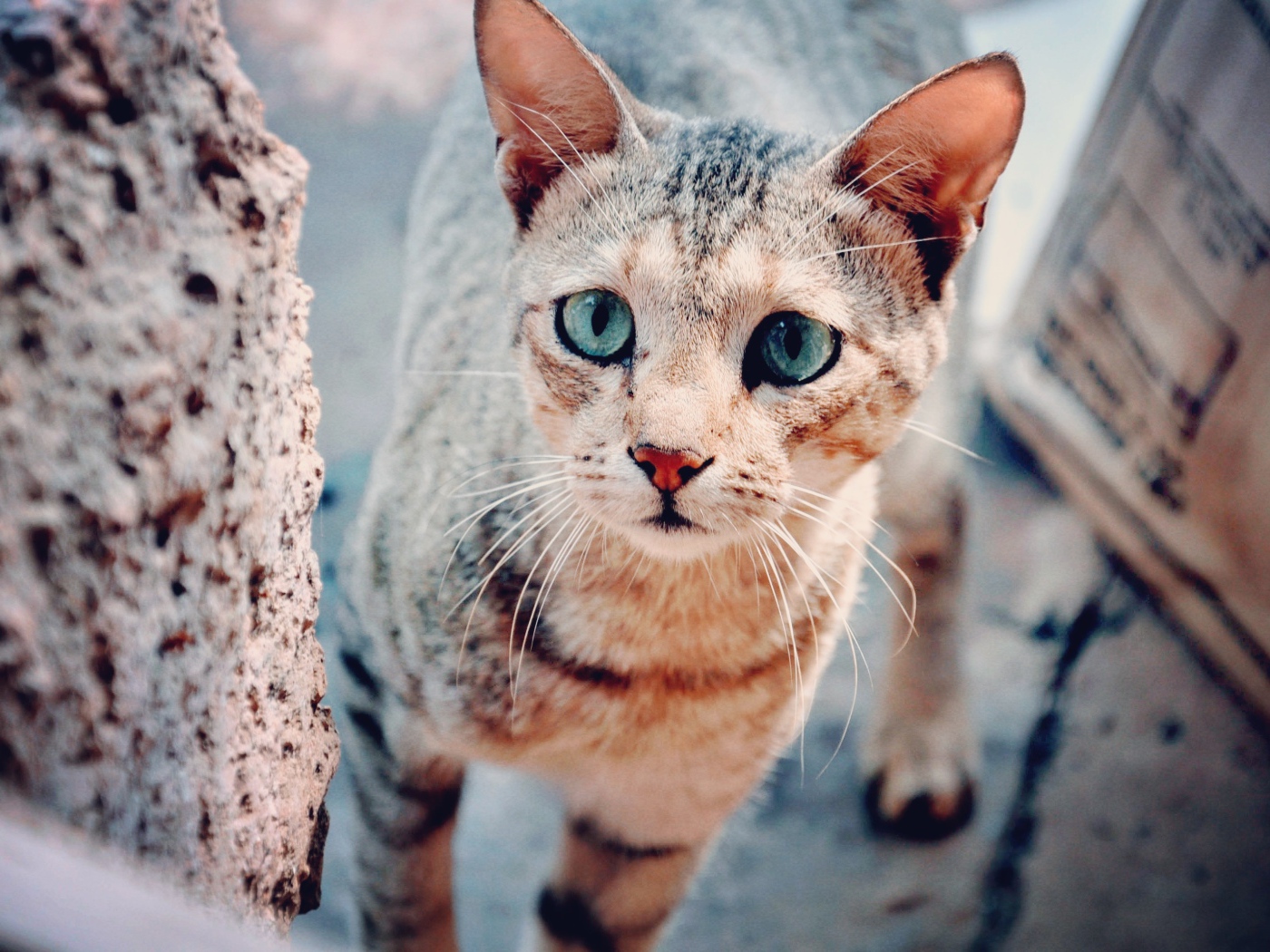 Голубоглазая серая кошка с грустным взглядом