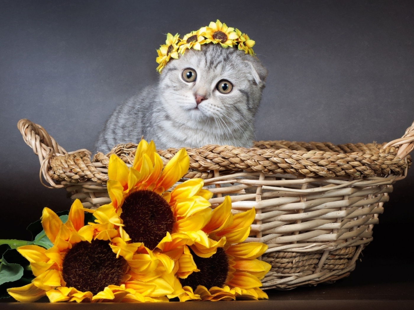 Котенок британец сидит в корзине с цветами