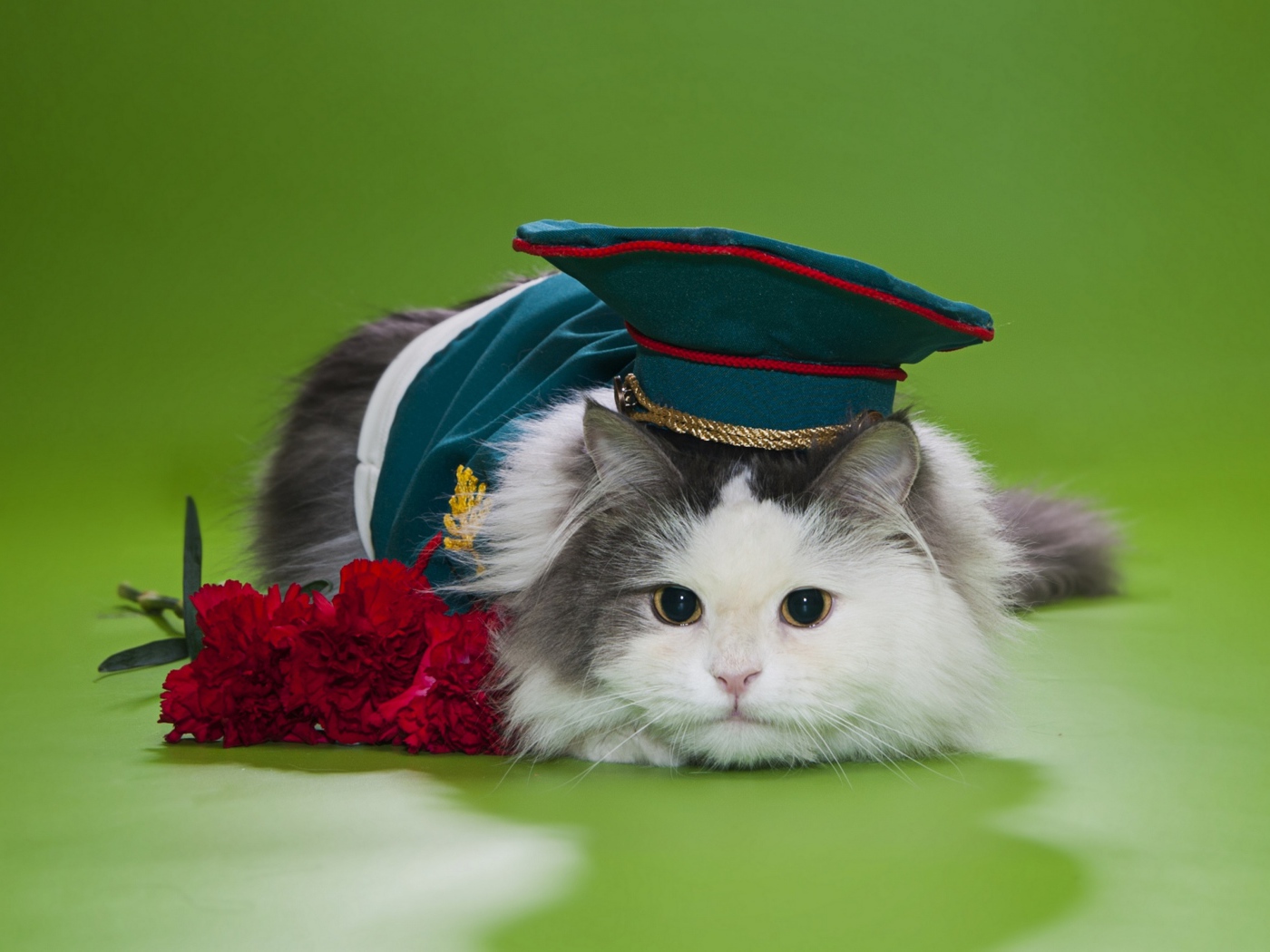 Кот в военной фуражке с красными гвоздиками