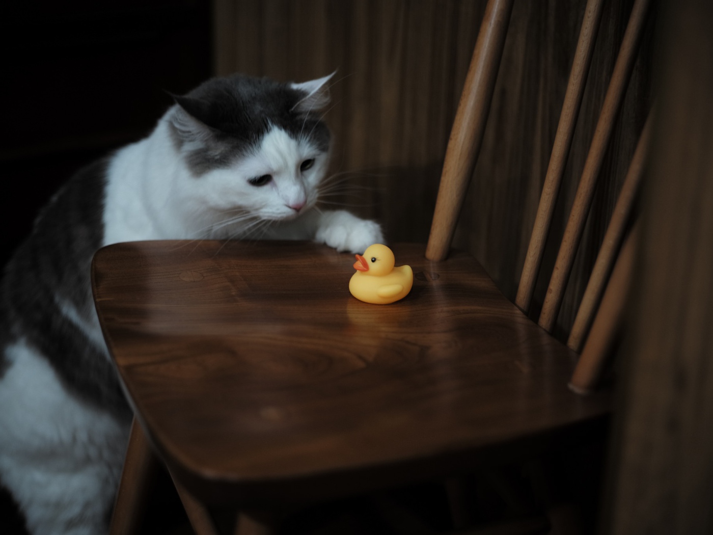 Кот с желтой резиновой уточкой на стуле
