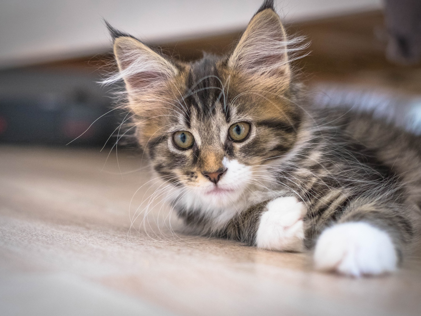 Дорогой породистый котенок мейн кун 