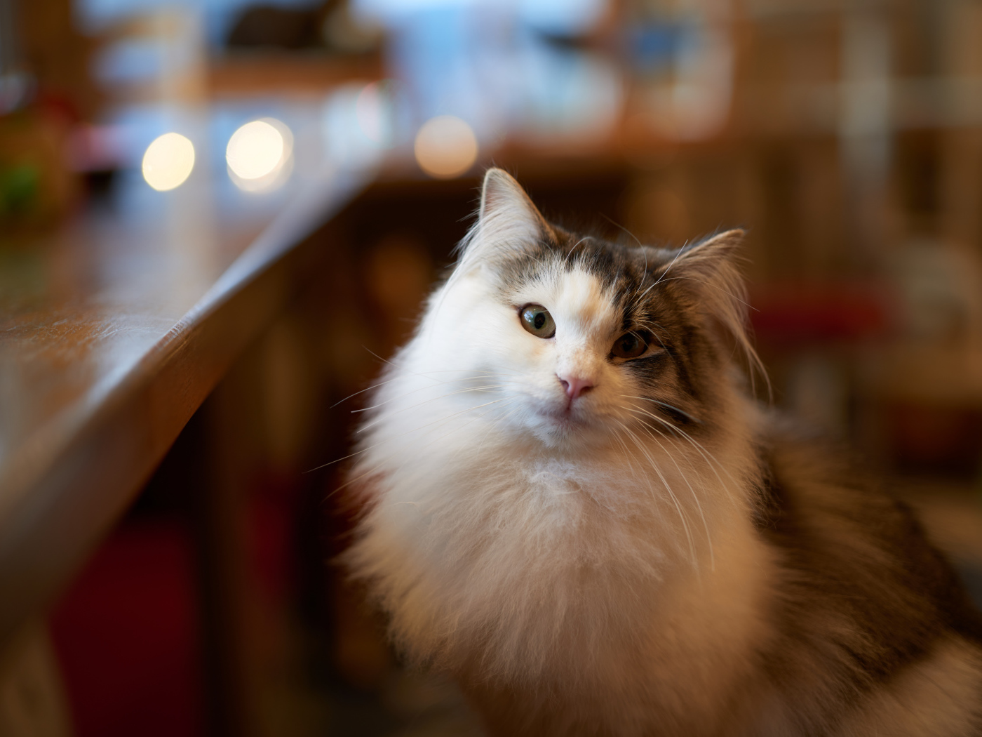 Пушистый красивый кот сидит у стола 