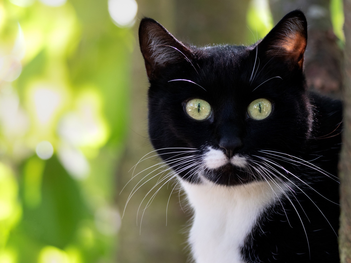 Испуганный черно белый кот с длинными усами 