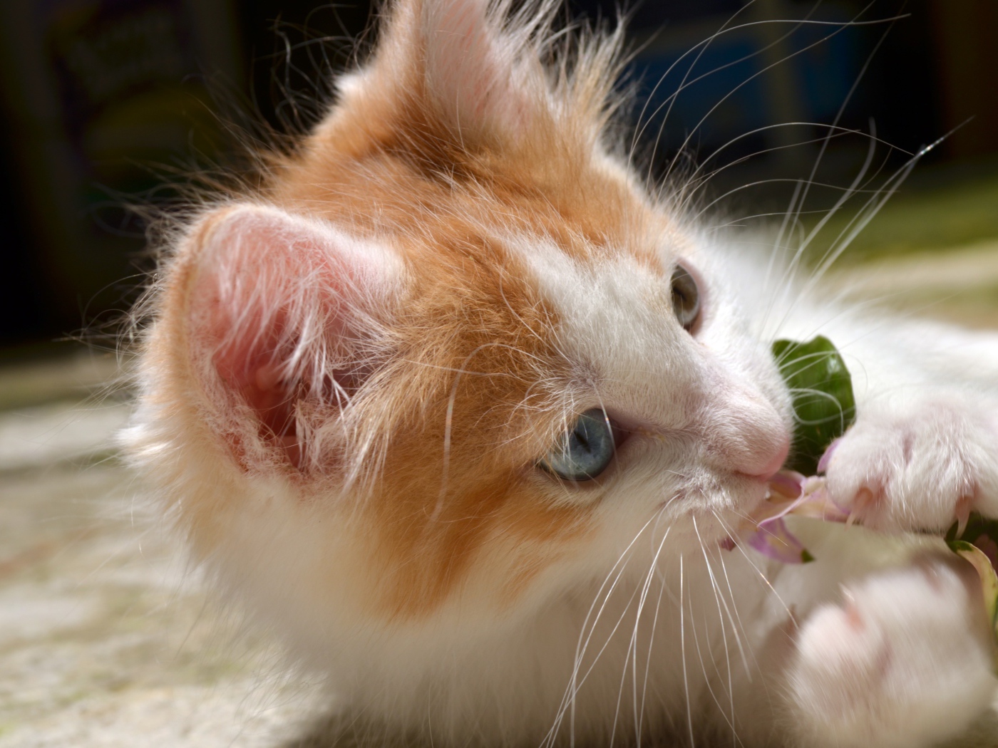 Забавный маленький пушистый рыжий с белым котенок с голубыми глазами