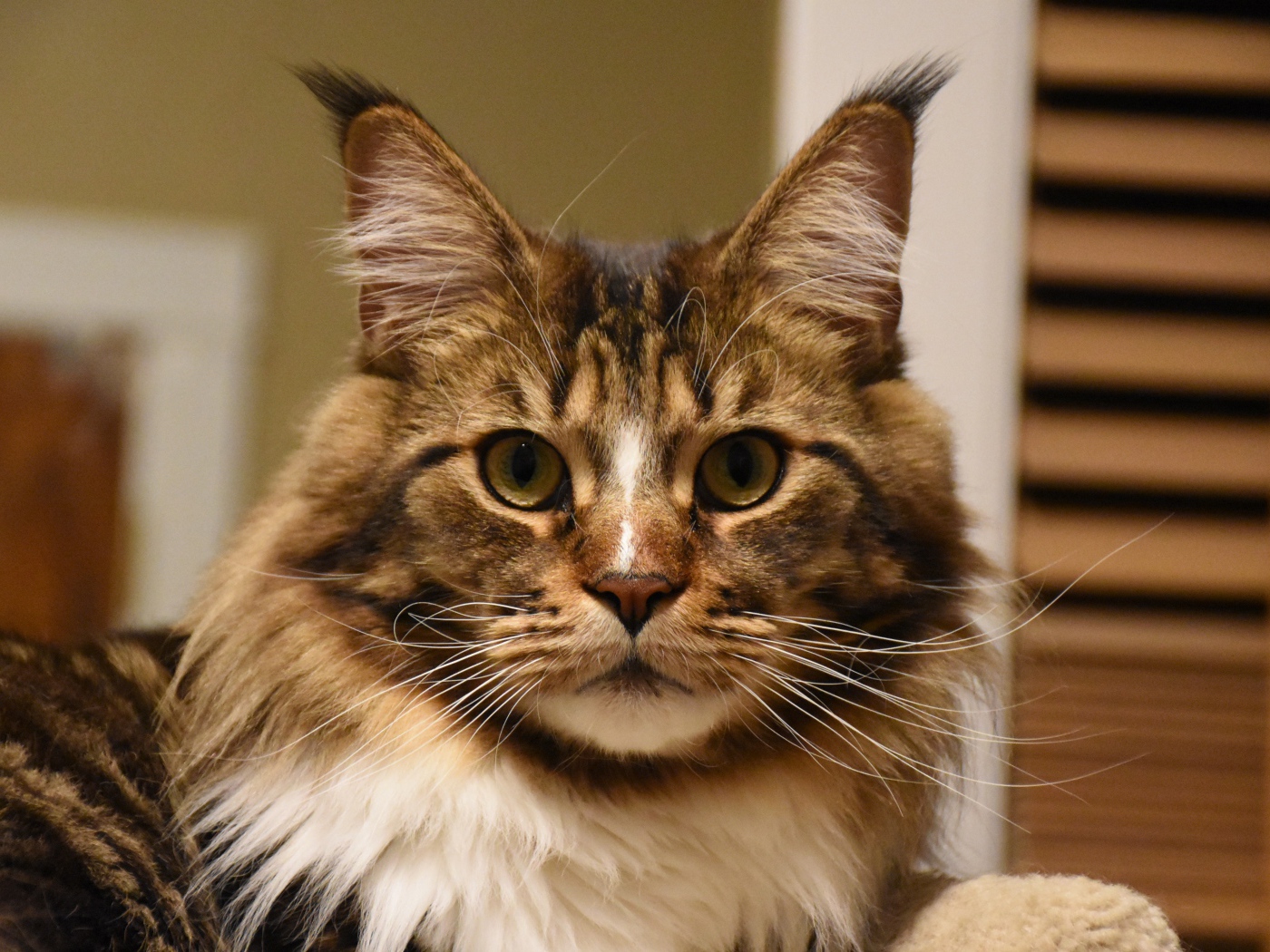 Серый красивый кот мейн кун крупным планом 