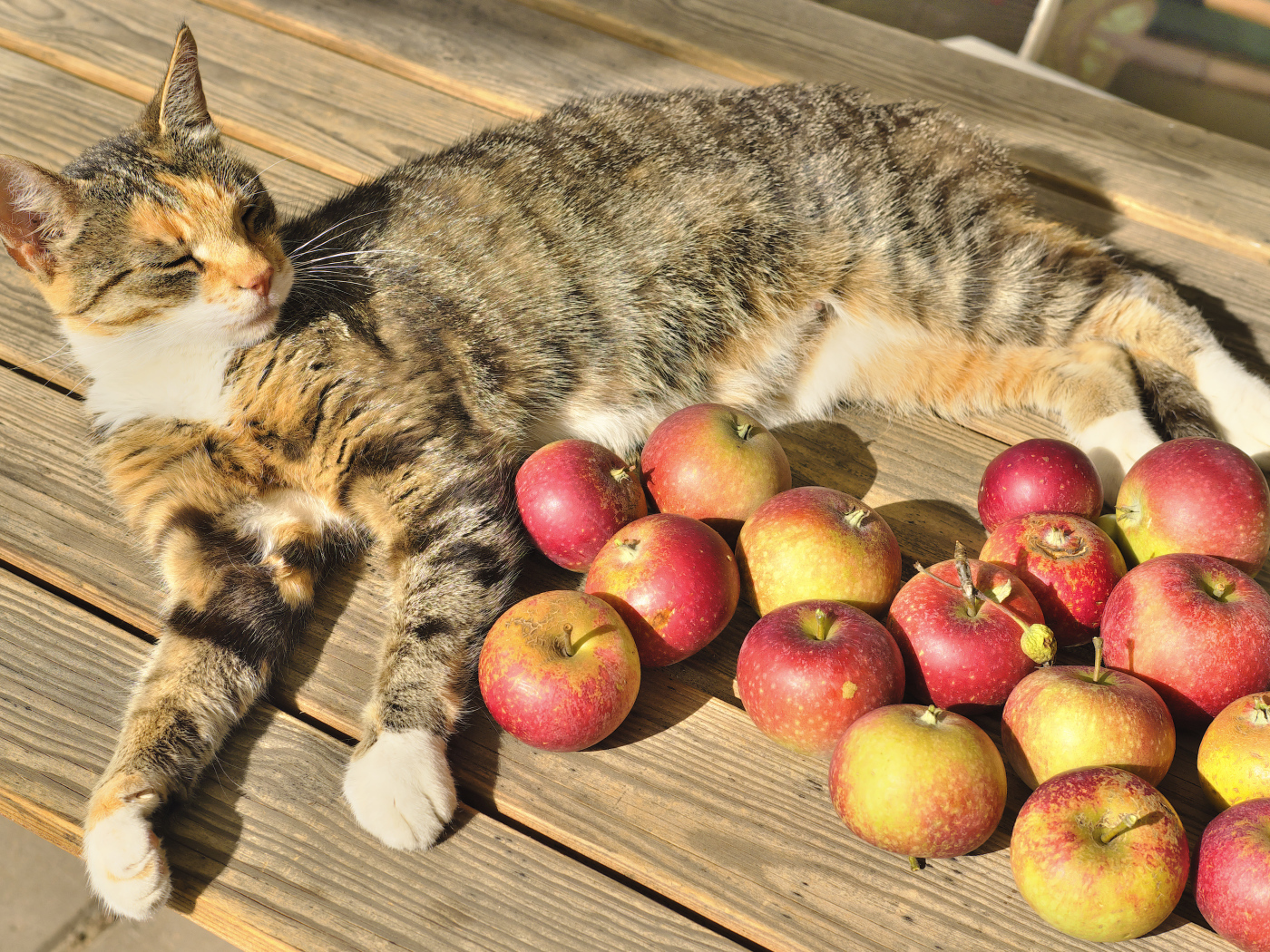 Серый кот лежит на столе с красными яблоками