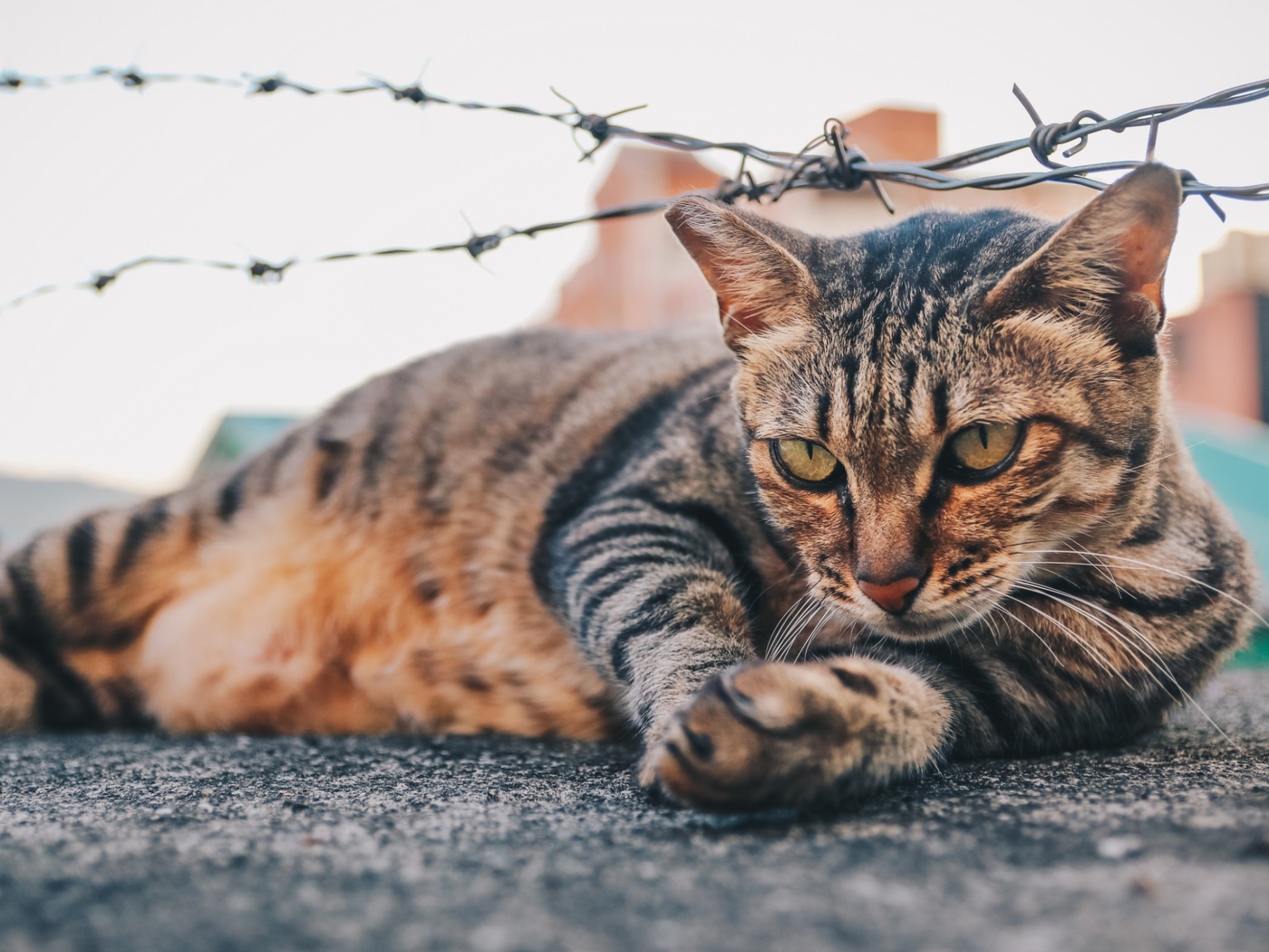 Серый кот лежит под колючей проволокой