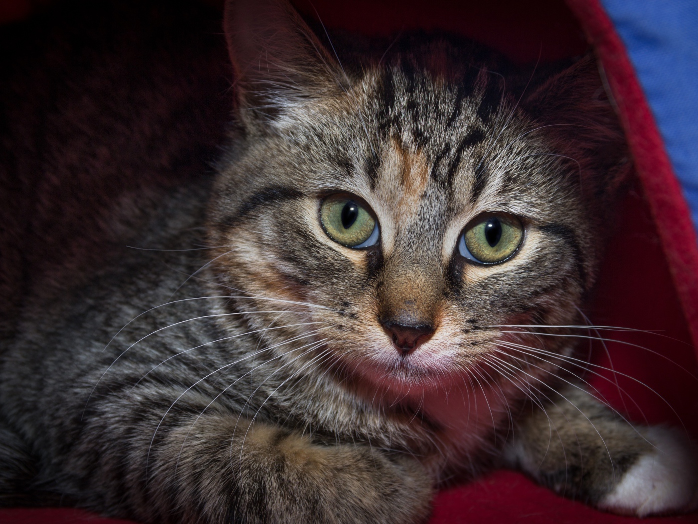 Серый зеленоглазый кот лежит под одеялом