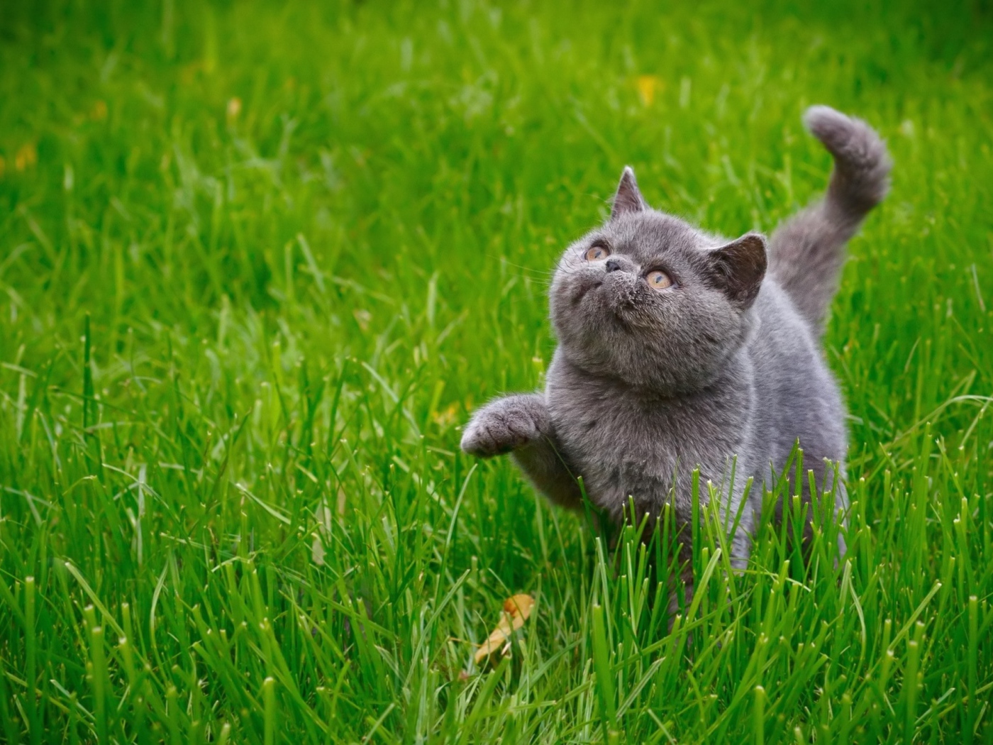 Серый котенок британец гуляет по зеленой траве