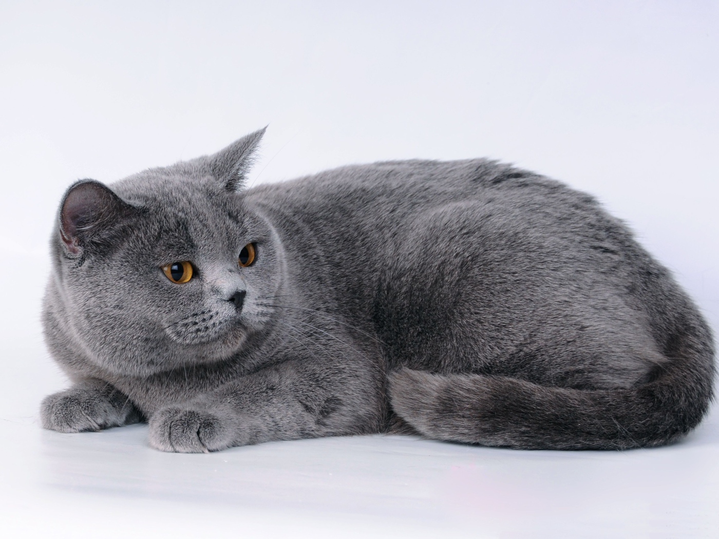 Большой британский кот на сером фоне