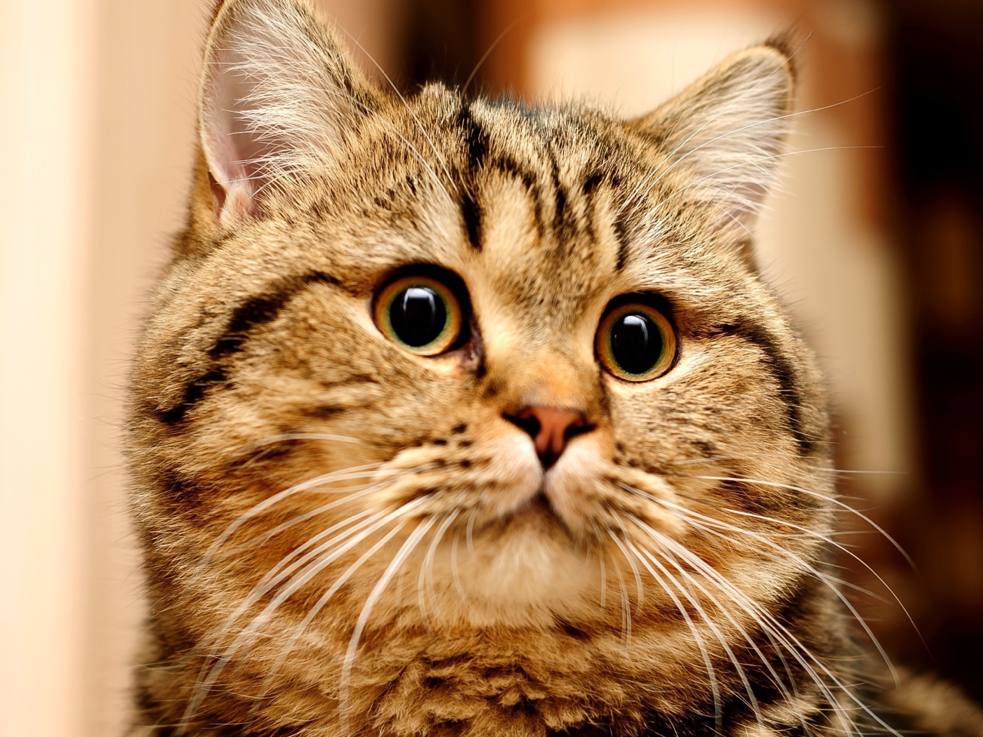 Большой серый кот с удивленным взглядом