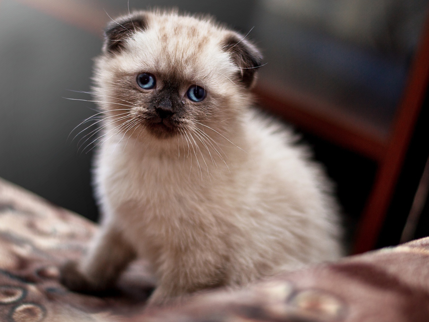 Маленький голубоглазый вислоухий котенок