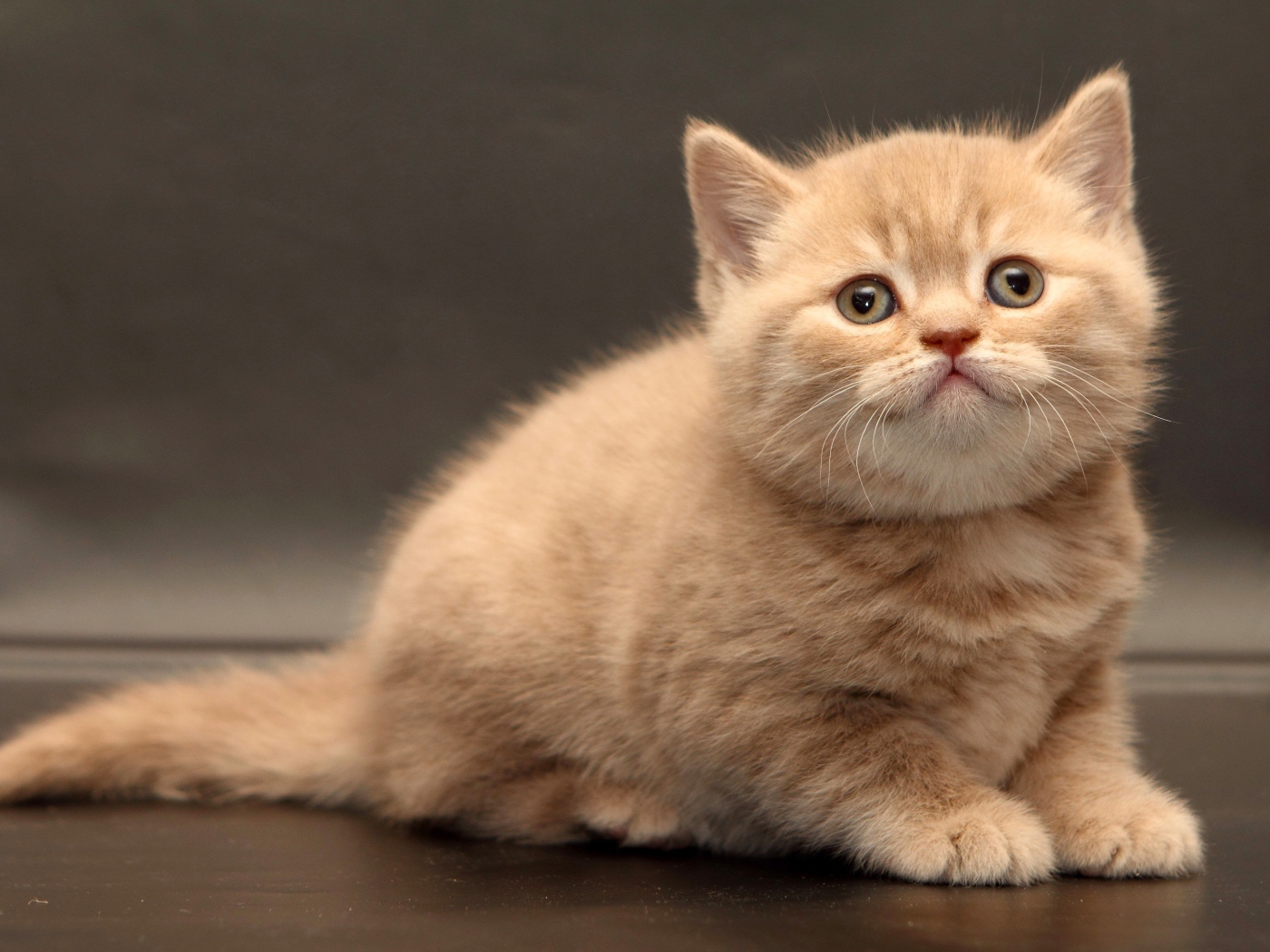 Маленький милый рыжий котенок на сером фоне