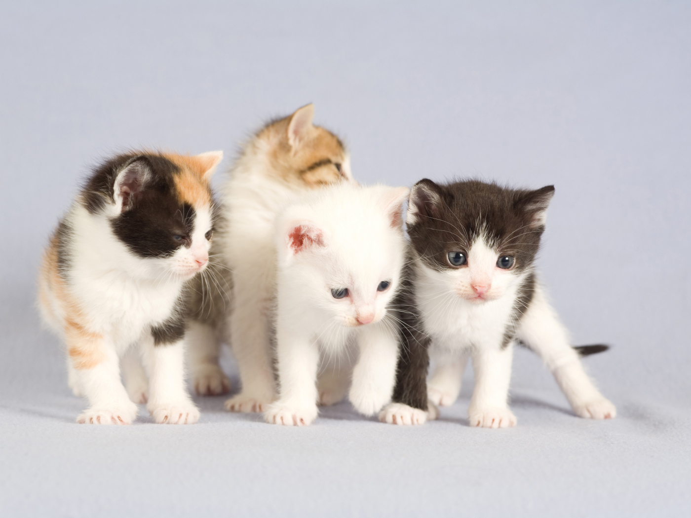 Маленькие милые котята на сером фоне