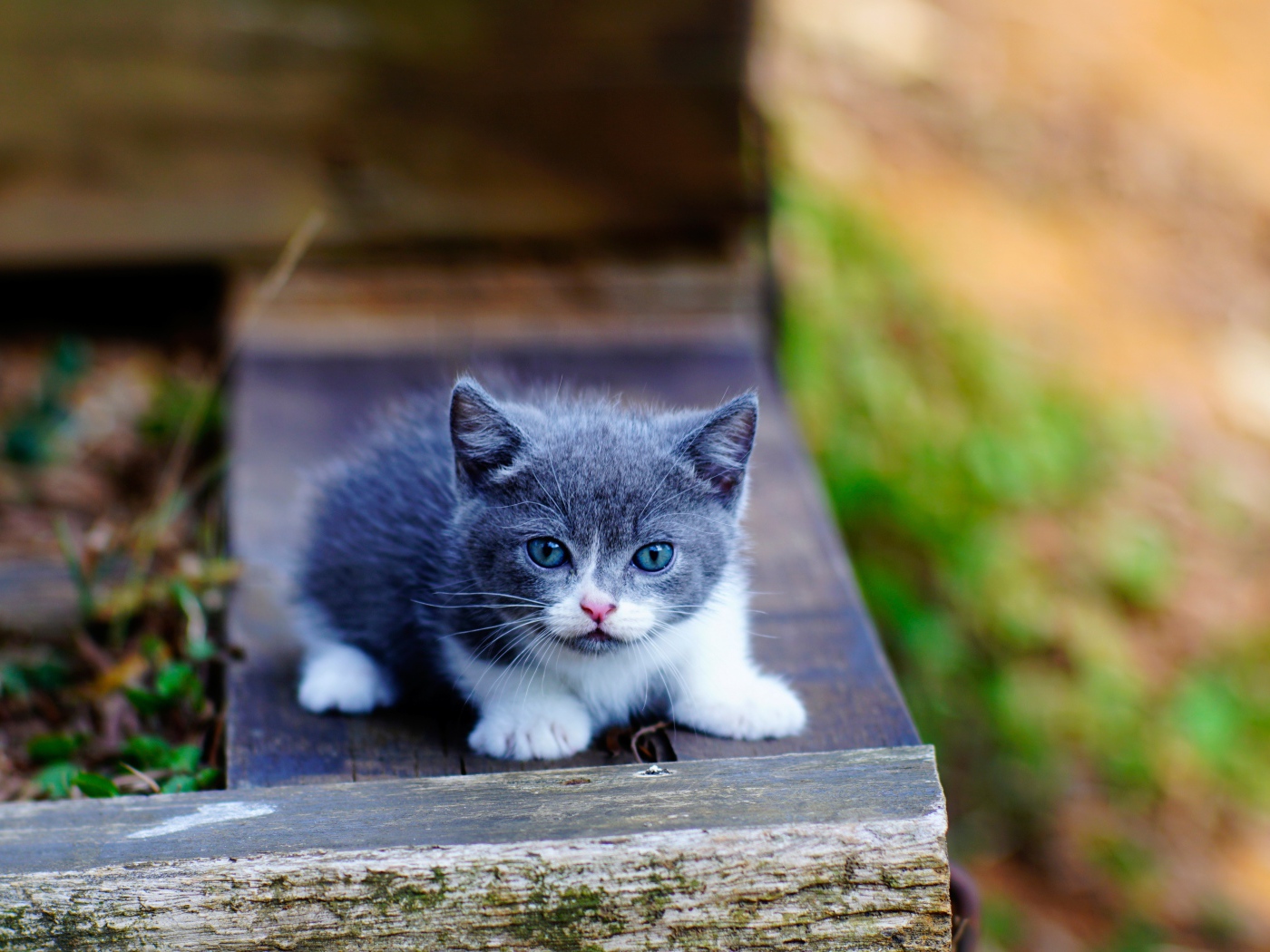 Маленький милый серый котенок с голубыми глазами
