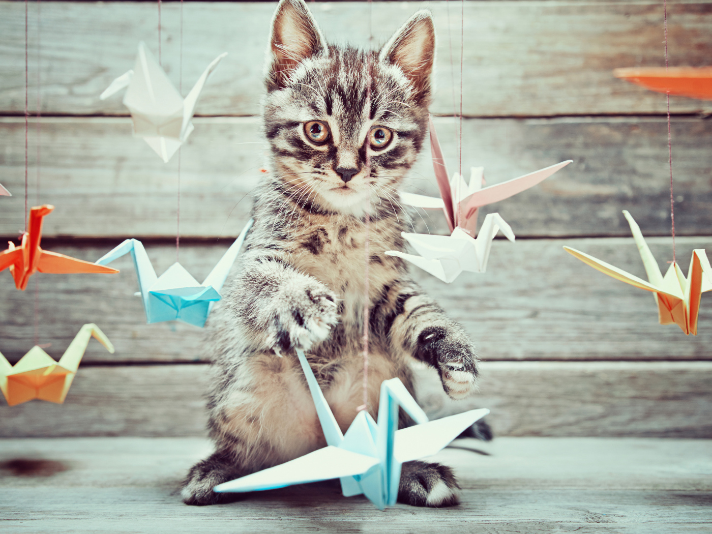 Маленький серый котенок с бумажными игрушками