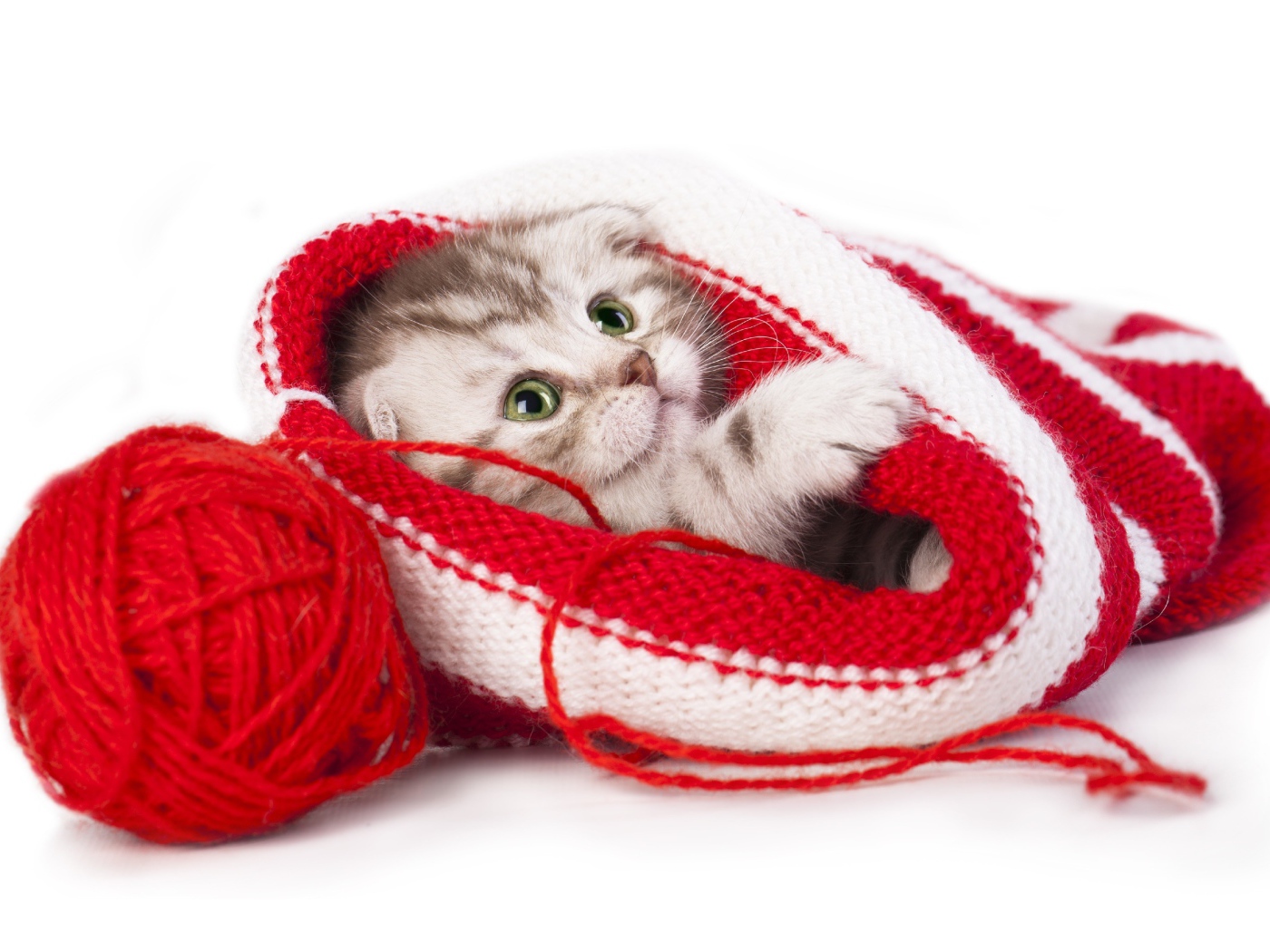 Маленький котенок спит в вязаной шапке