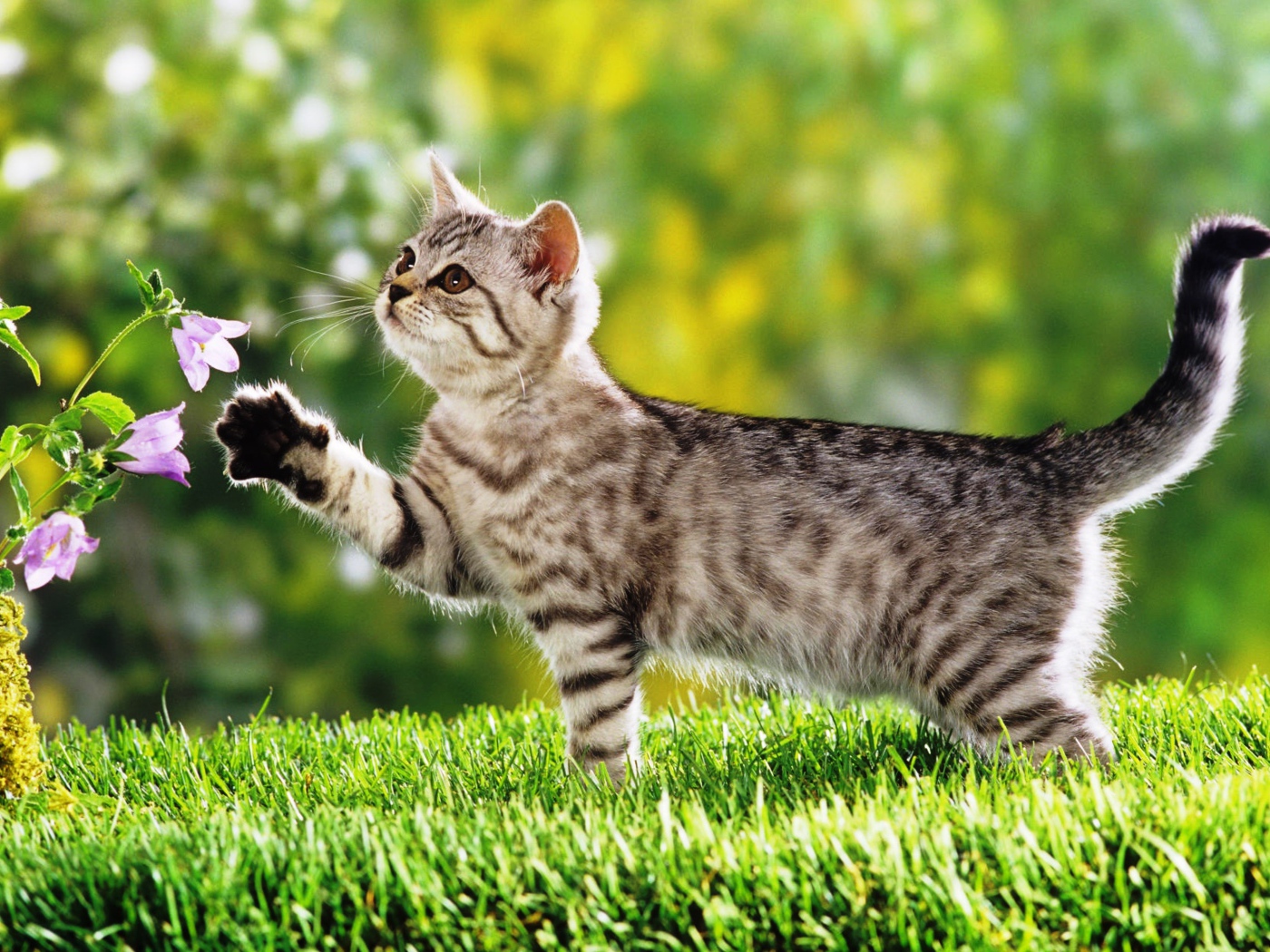 Маленький  котенок гуляет по зеленой траве