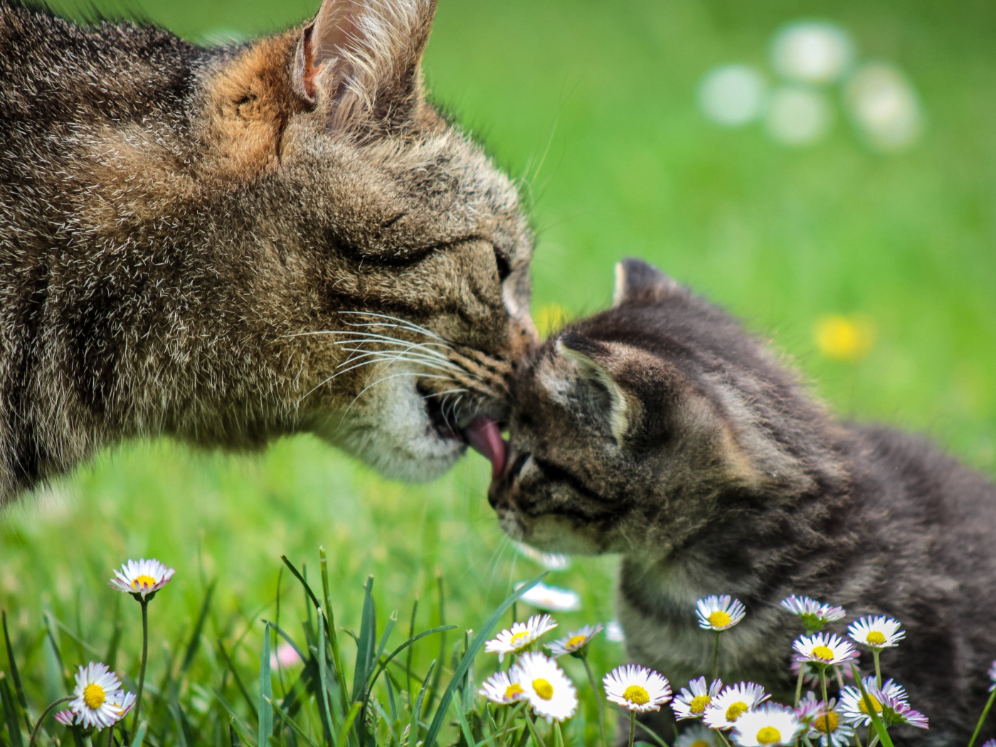 Мама кошка умывает серого котенка на зеленой траве
