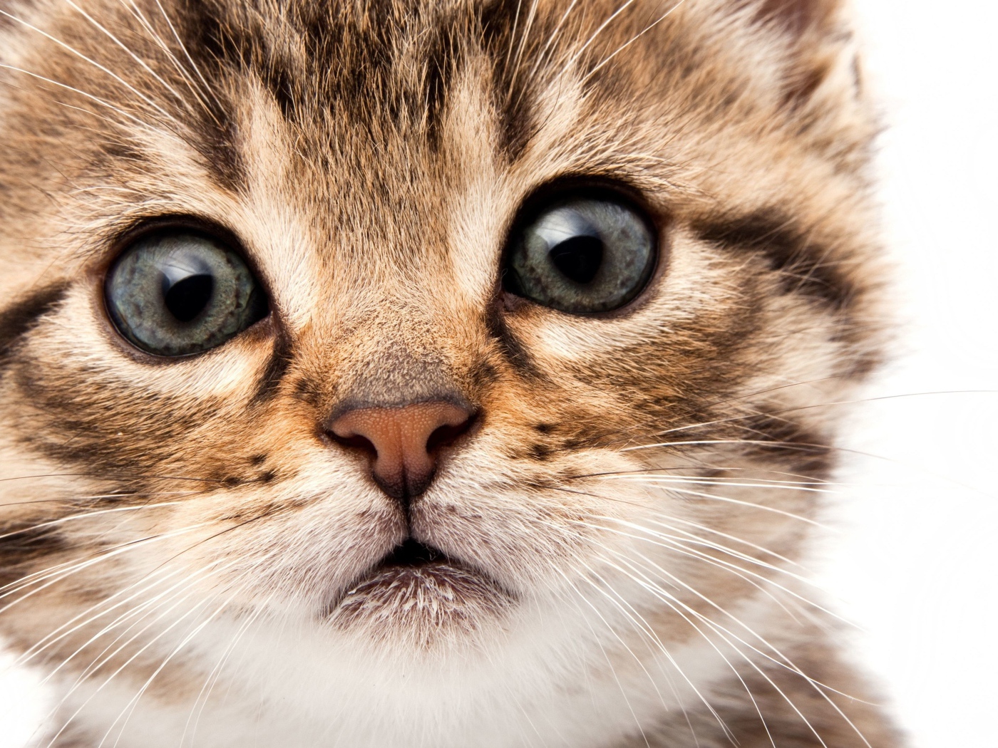 Морда маленького милого котенка на белом фоне крупным планом