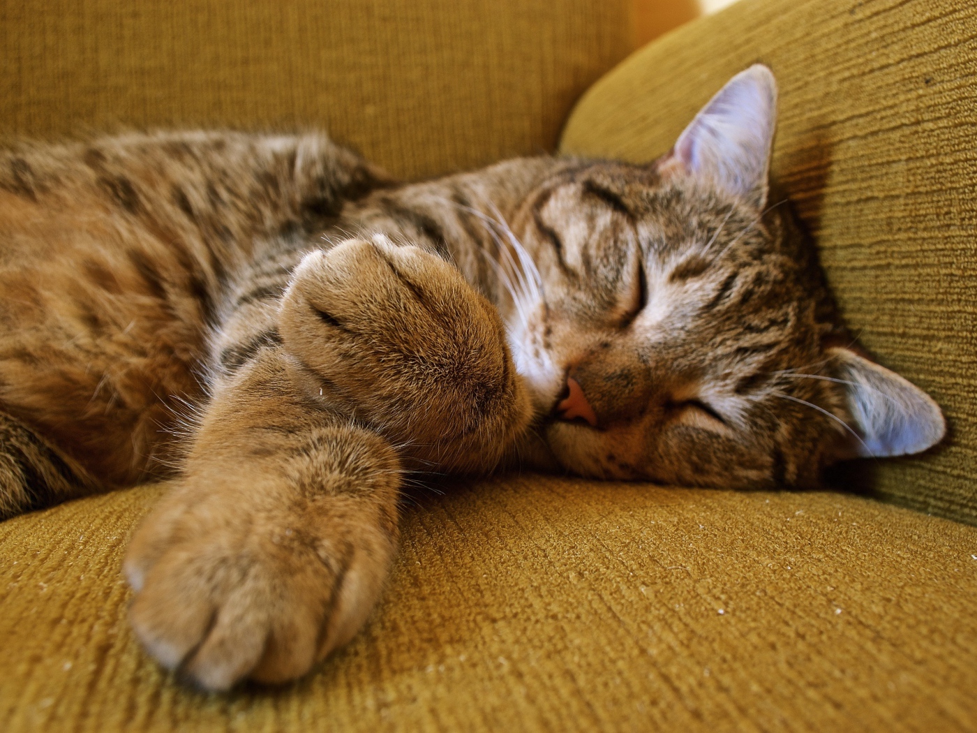 Милый серый кот спит на диване