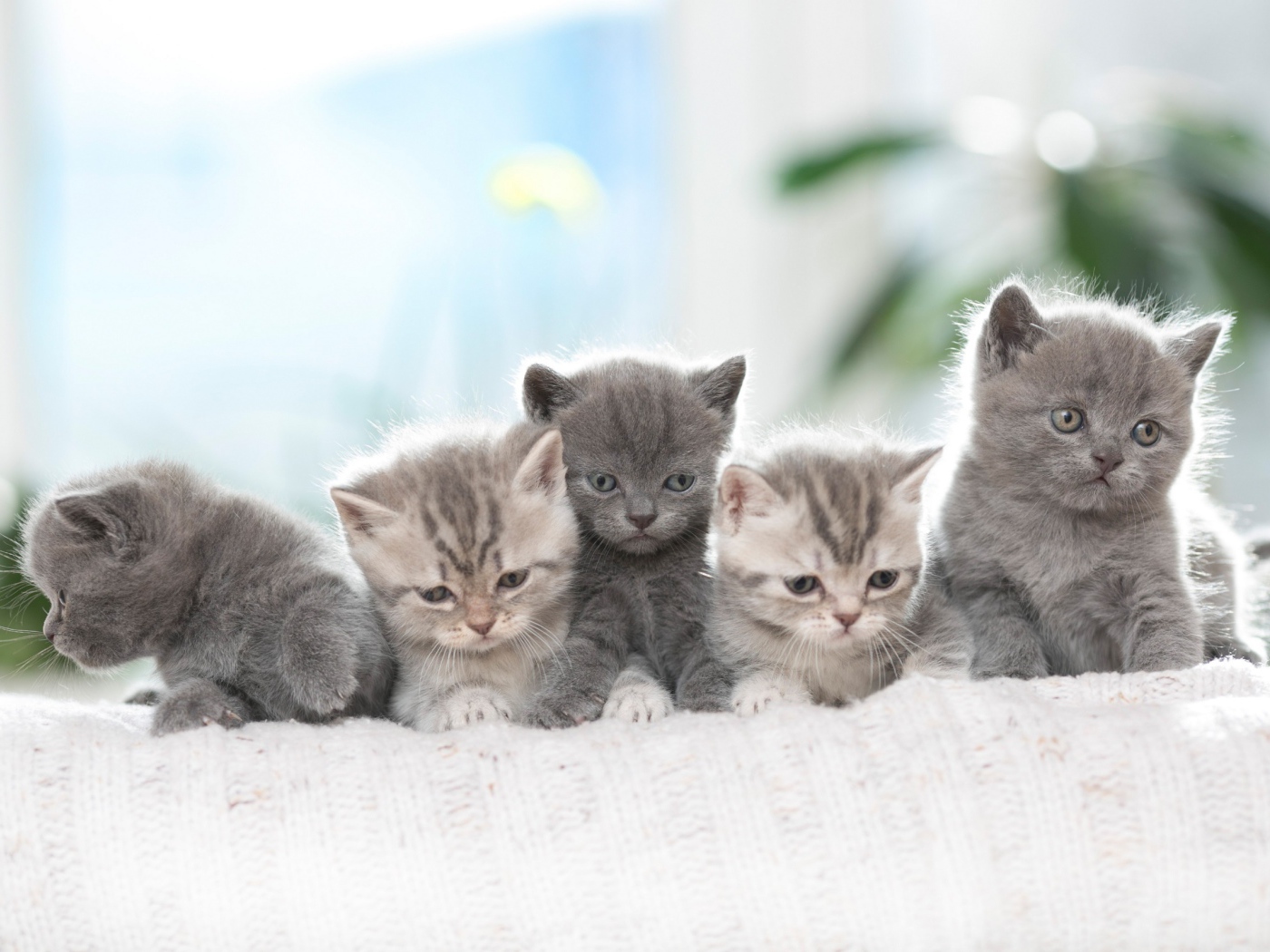 Породистые британские котята на диване 