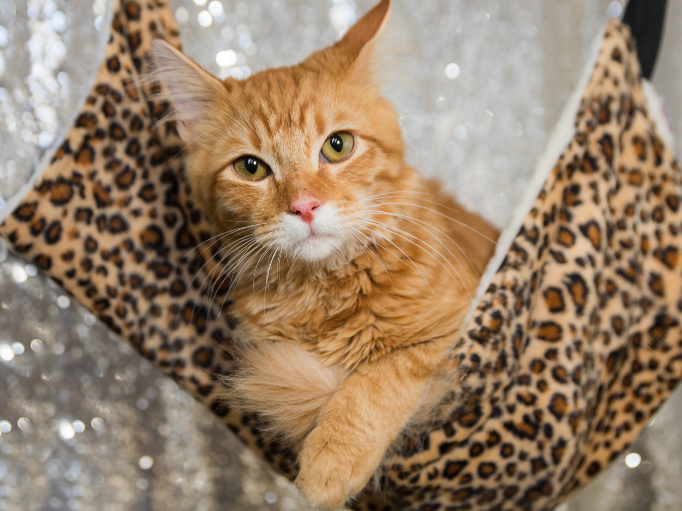 Рыжий красивый кот в гамаке 