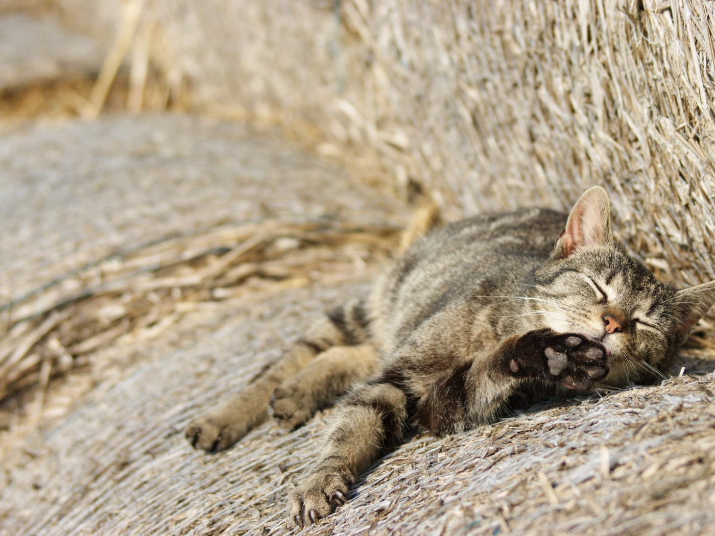 Рыжий котенок спит на сене