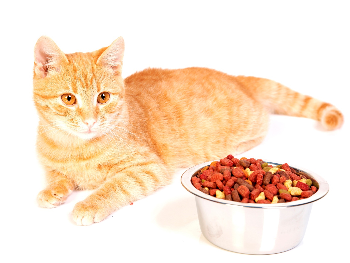 Рыжий котенок с миской корма на белом фоне