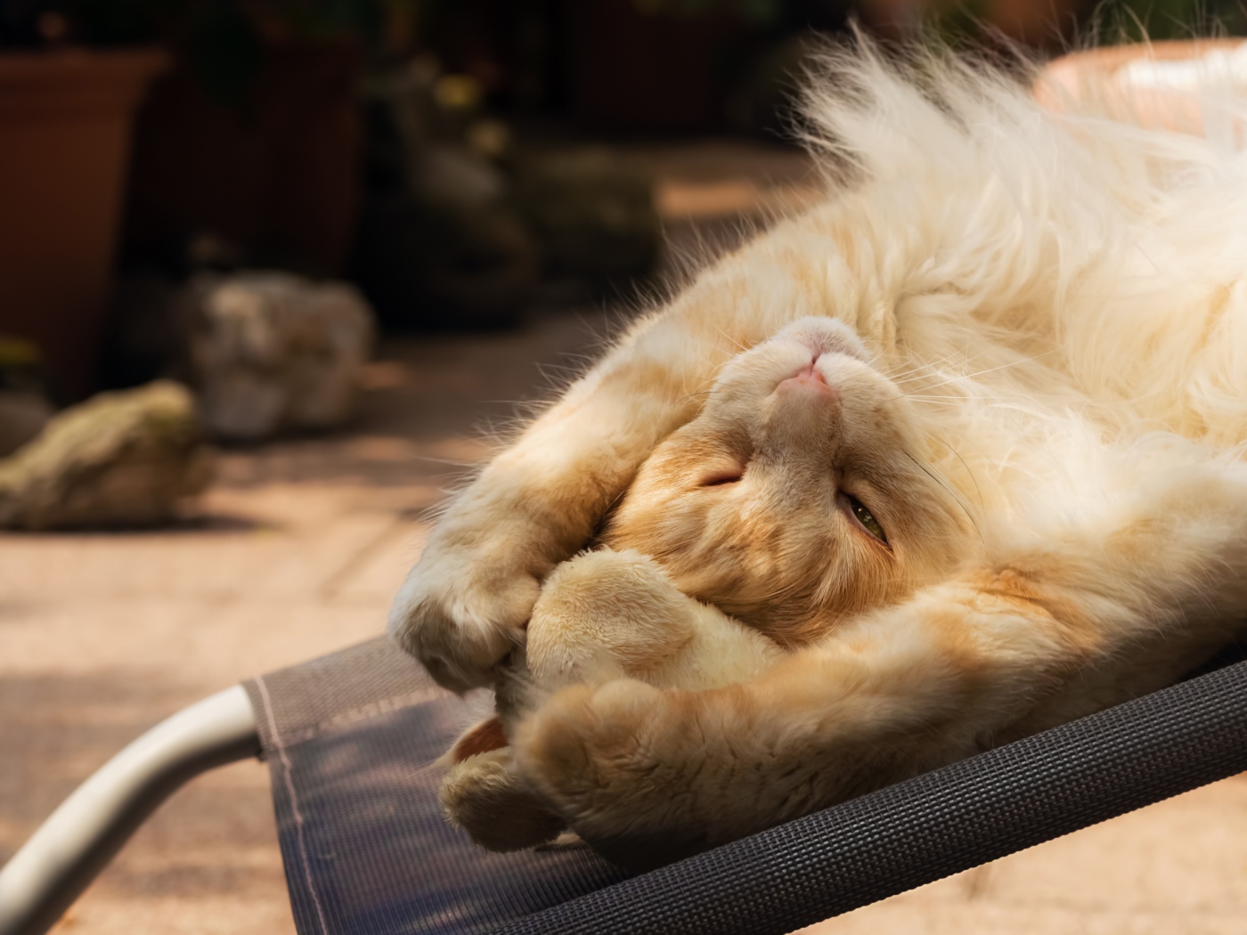 Рыжий кот спит на кресле 