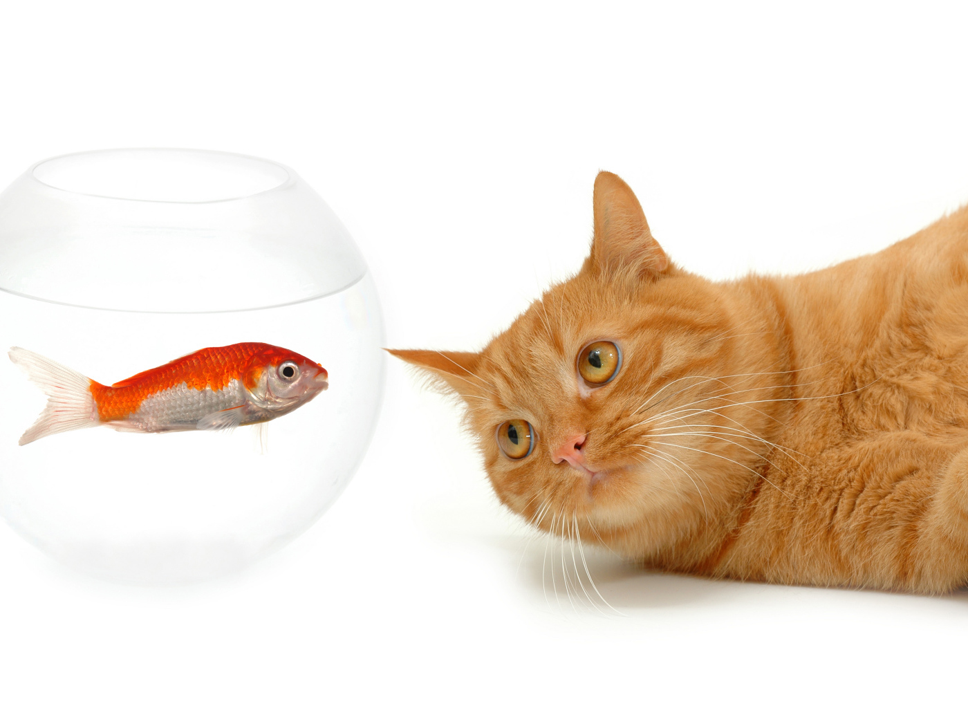 Рыжий кот с золотой рыбкой на белом фоне