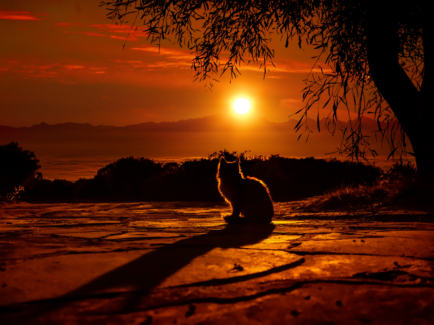 Силуэт кота на закате солнца 