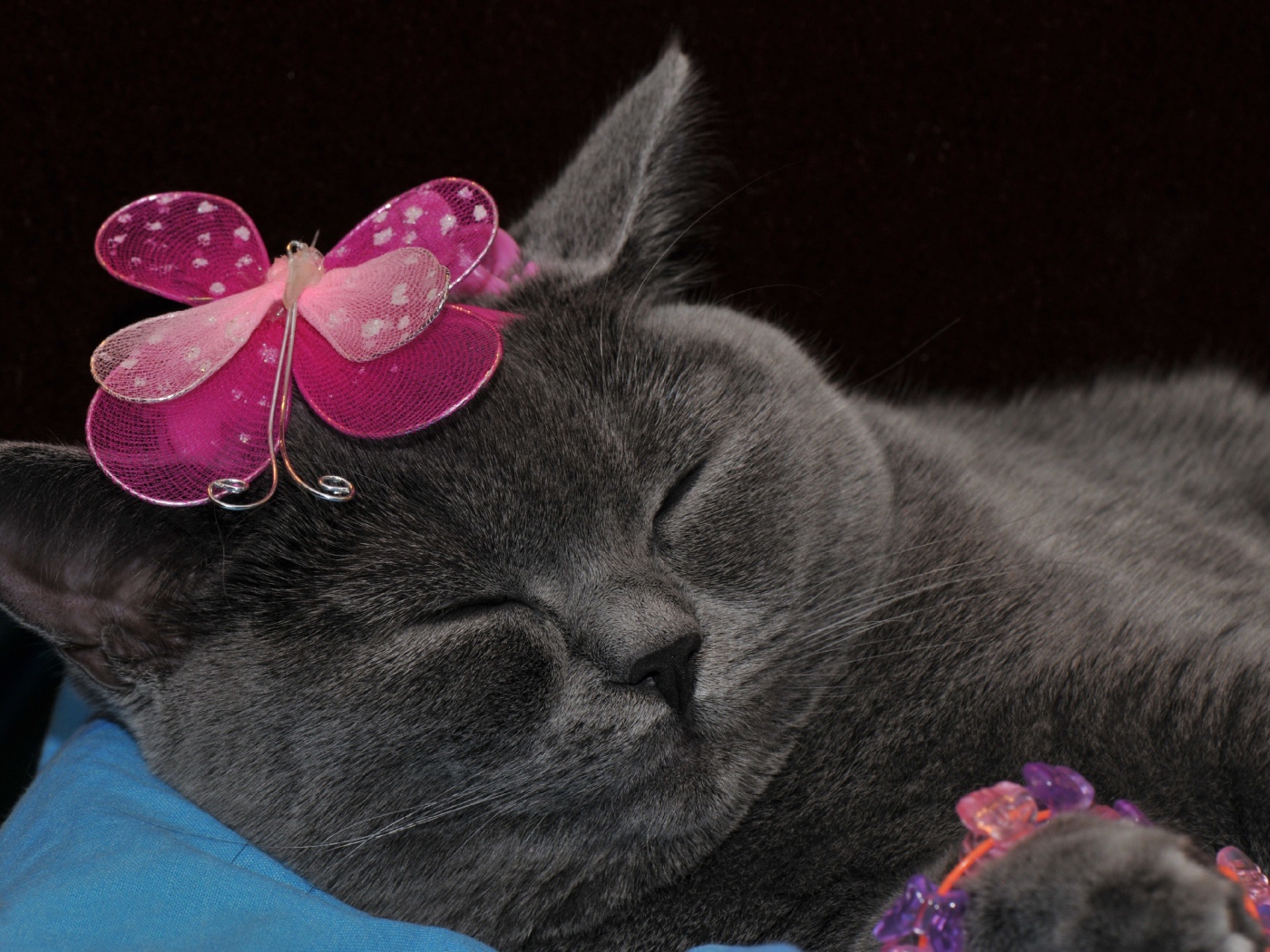 Спящий британский кот с украшением на голове