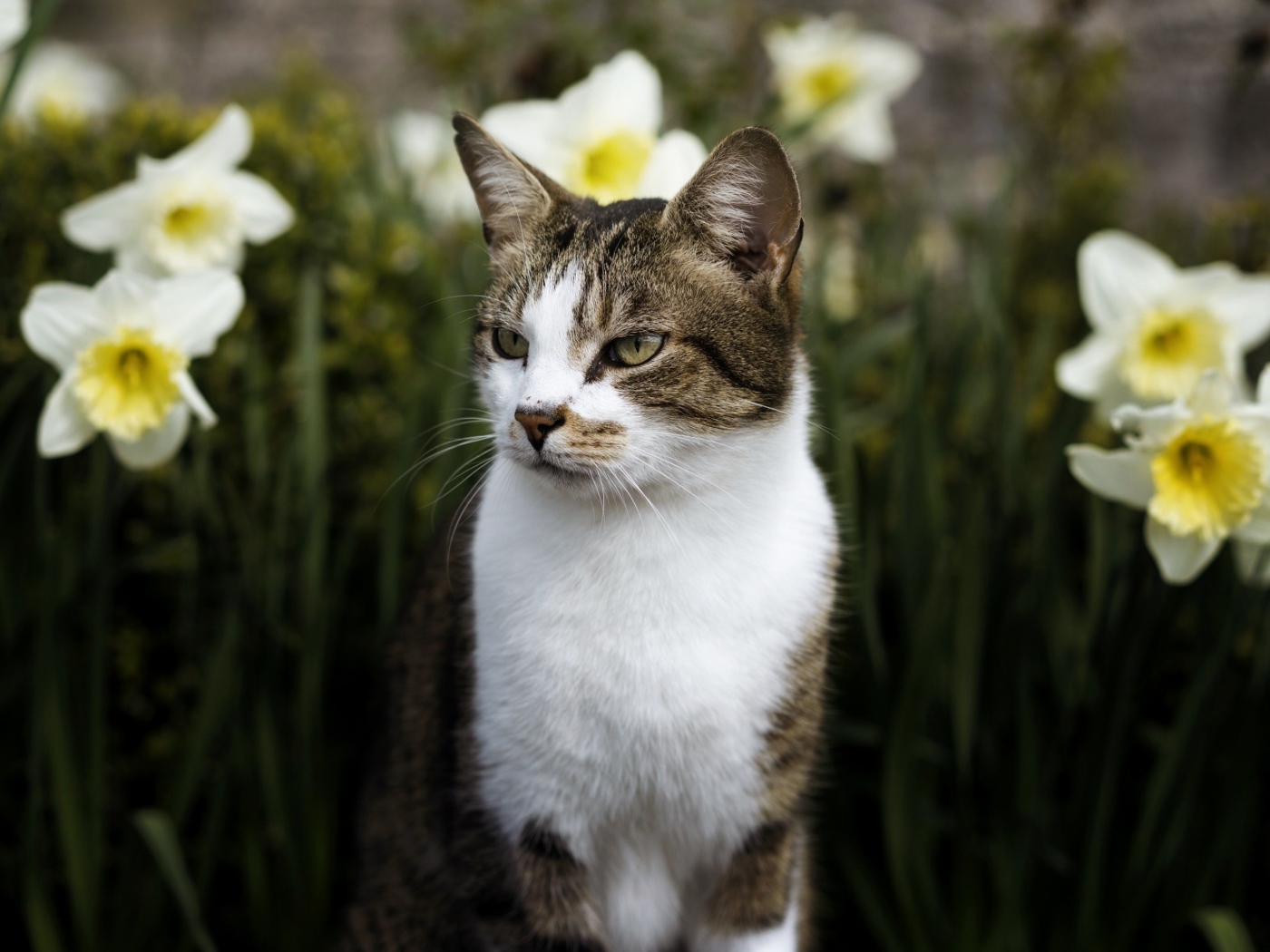 Кот сидит в белых цветах нарцисса
